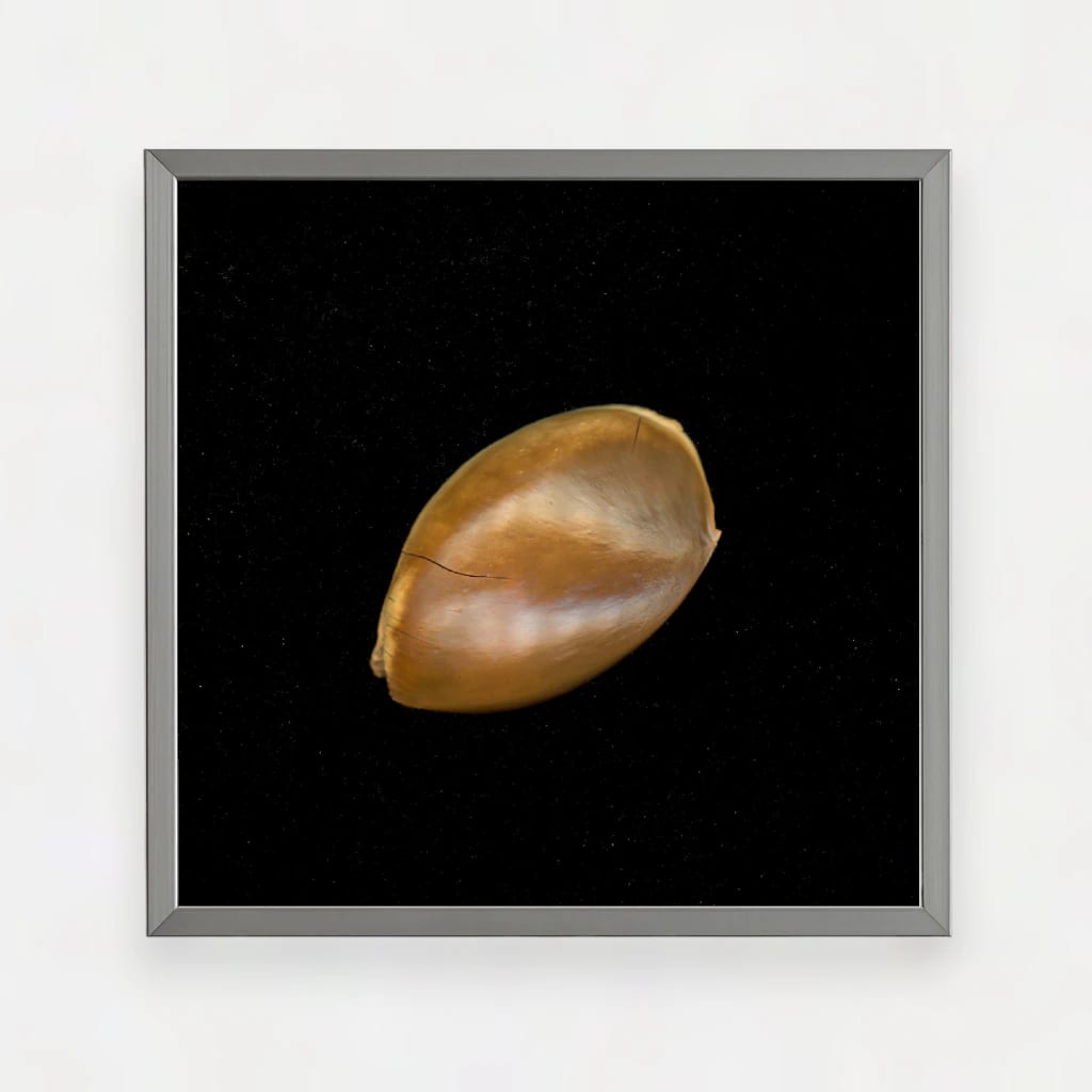 SAPOTE SEED - imagen 1