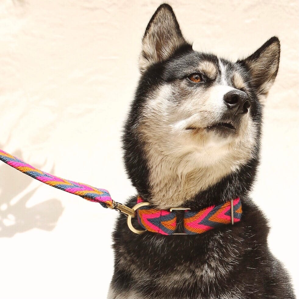 Azul Set - Collar & Leash - imagen 2