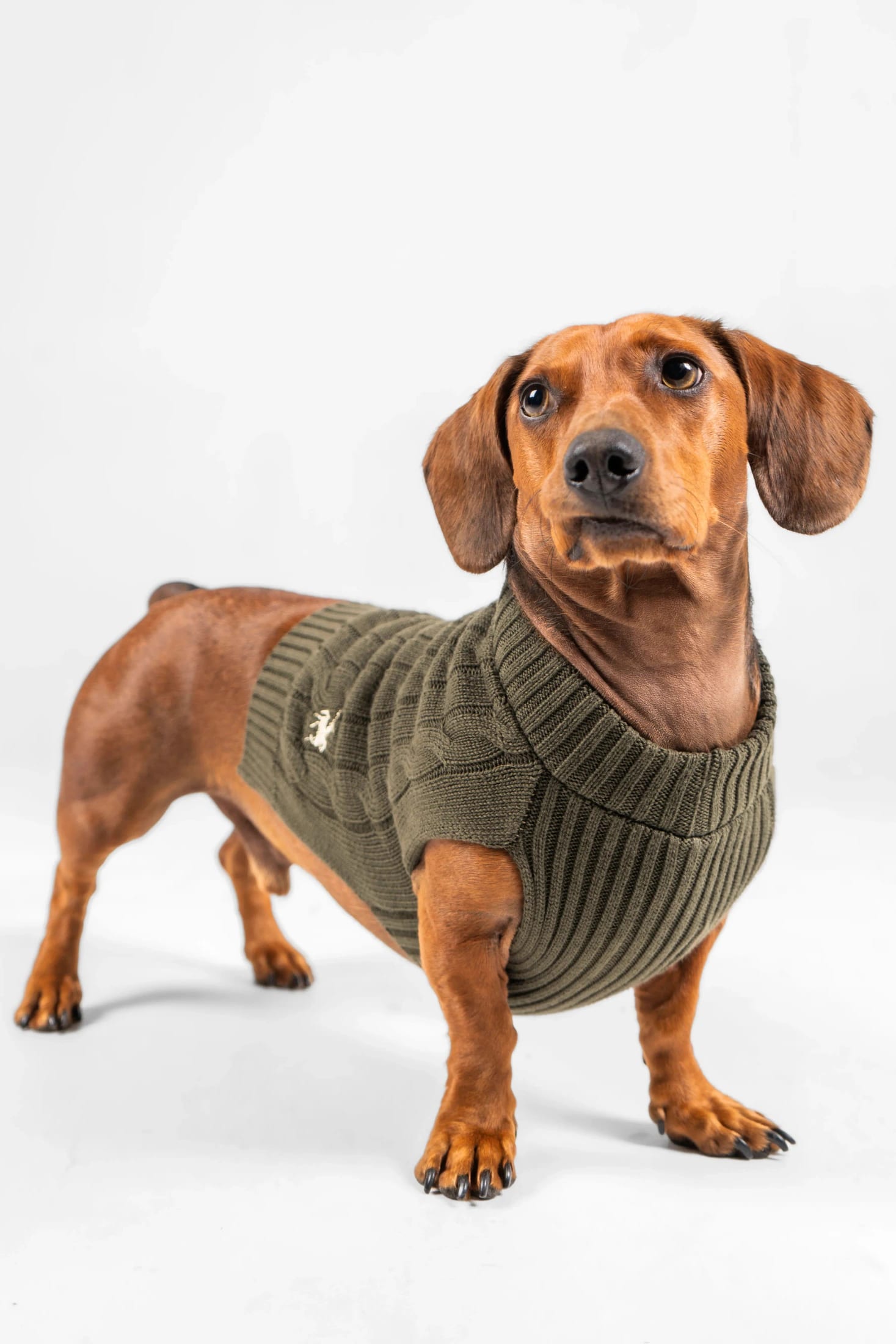 Suéter Perros Verde - imagen 5