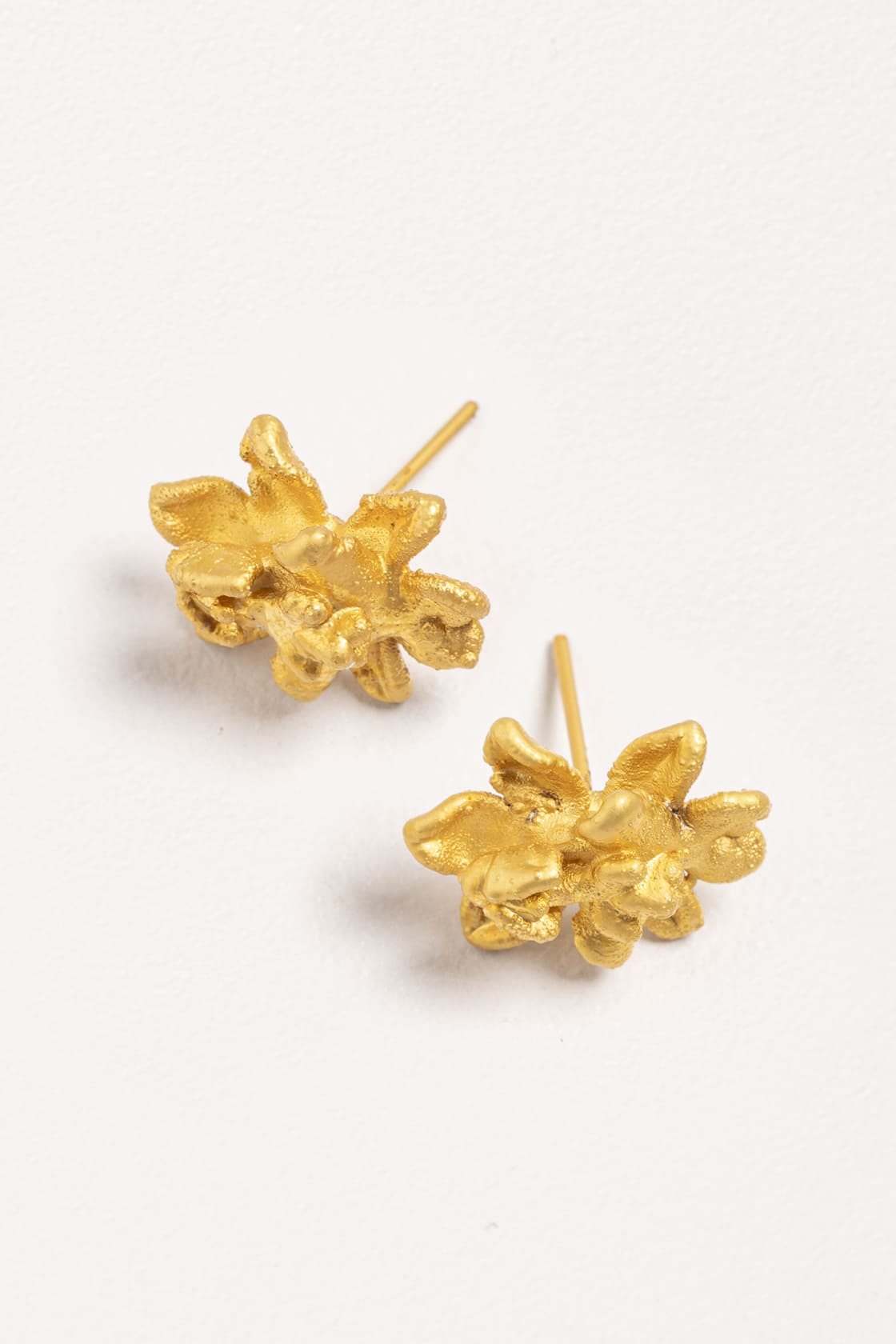 SIGMATOXTALIS STUDS - imagen 3