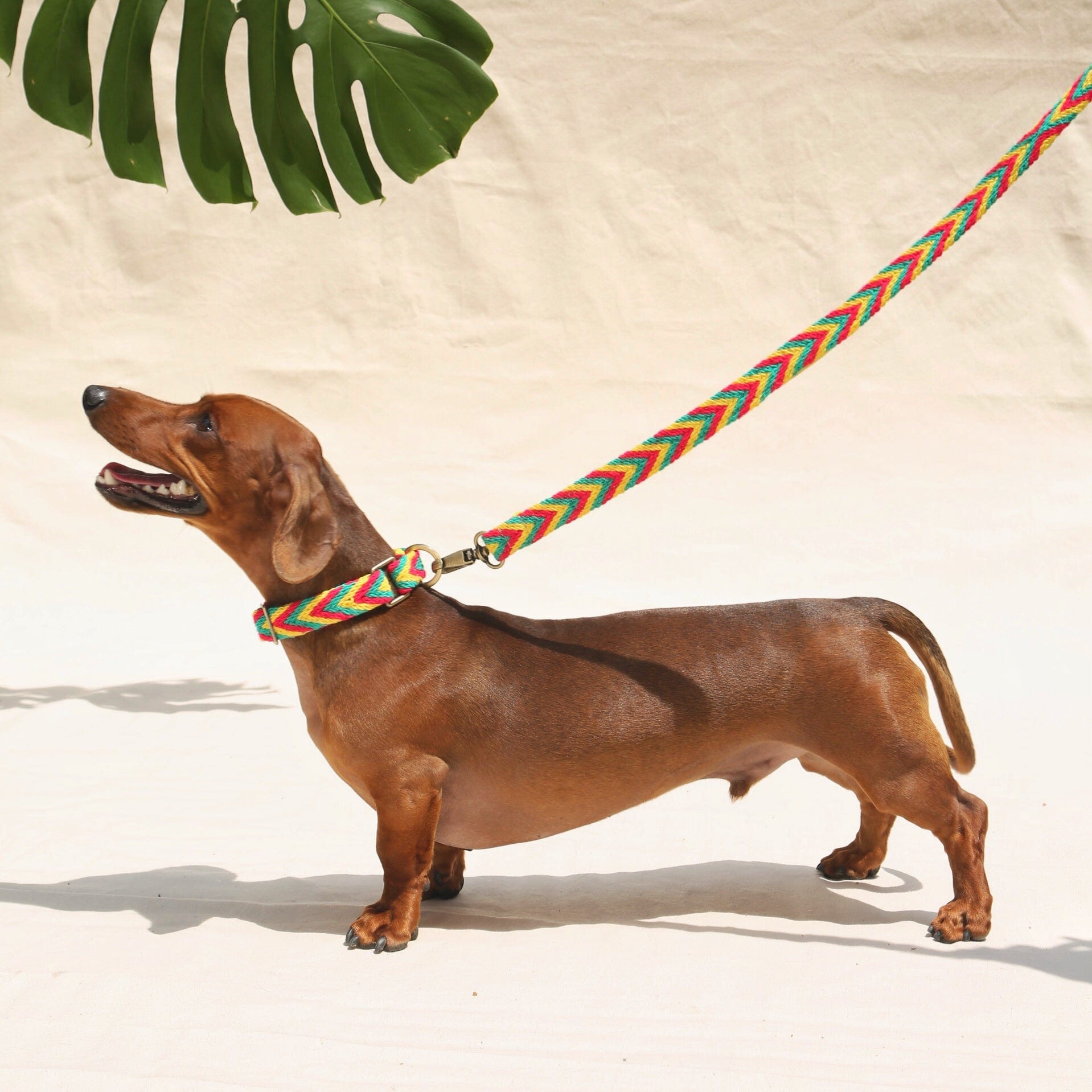 Amarillo Set - Collar & Leash - imagen 2