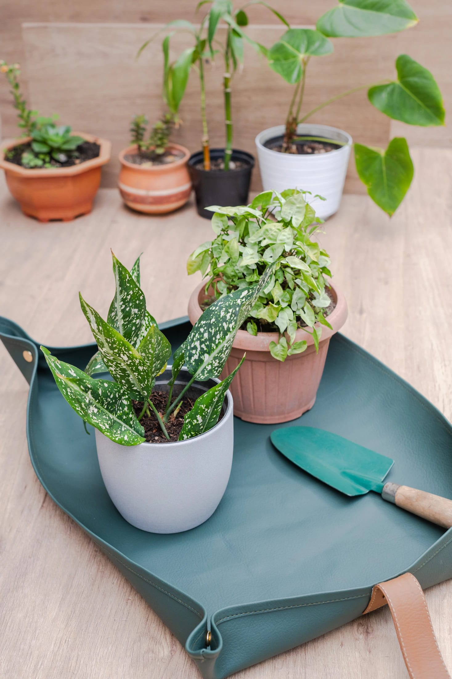 Mat de Jardinería - imagen 1