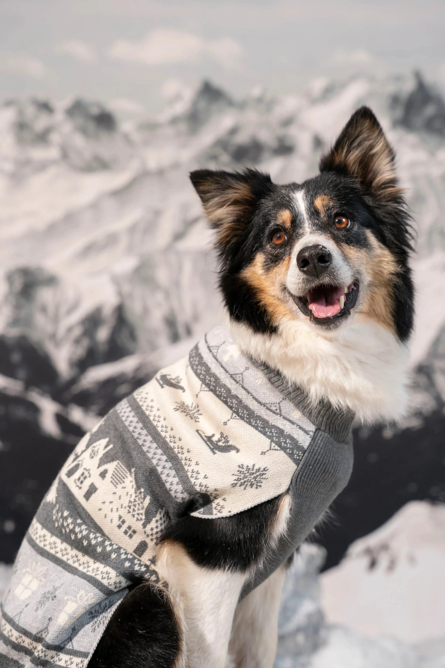 Not So Ugly Sweater Perros Gris - imagen 1