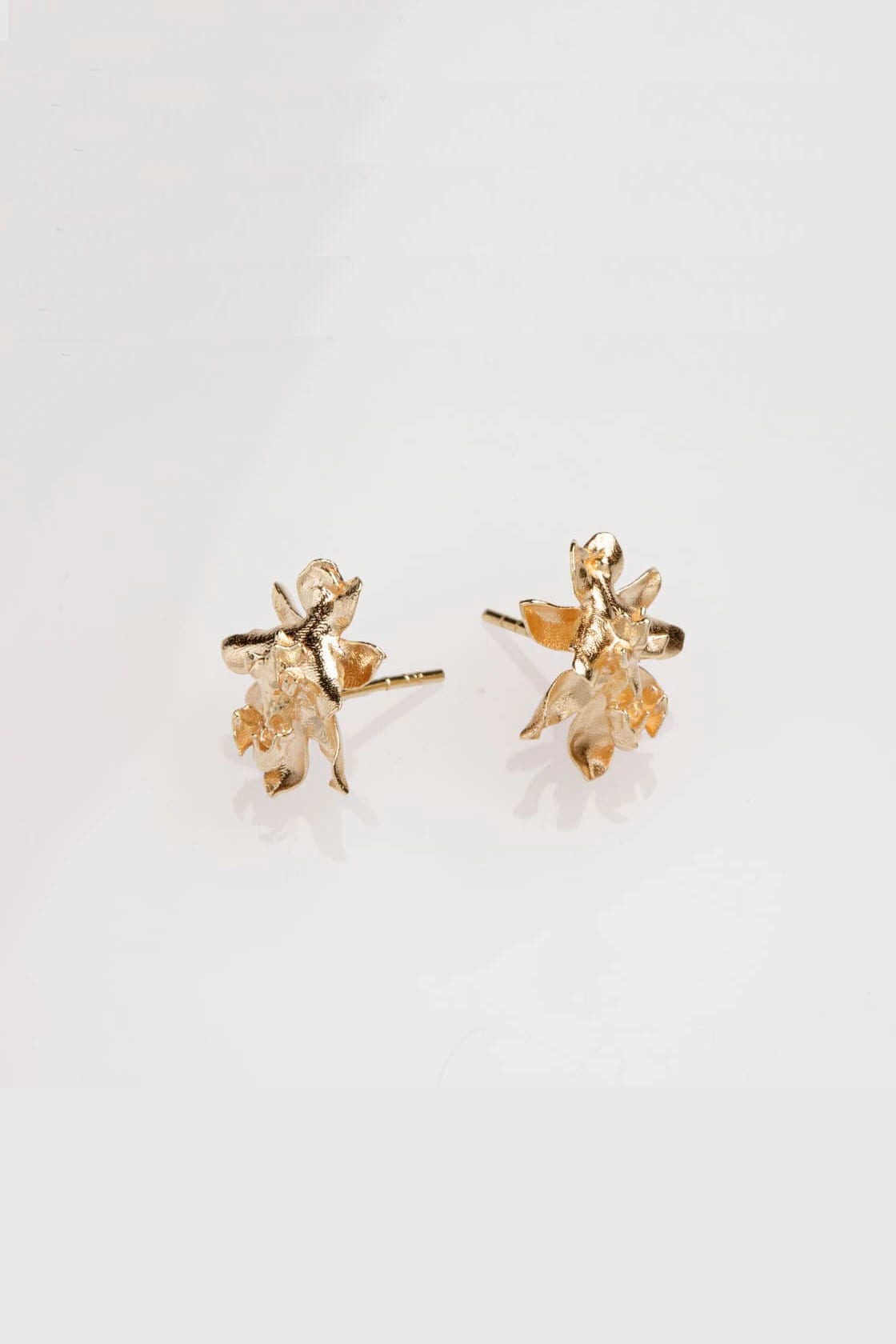 SIGMATOXTALIS ORCHIDS - imagen 1
