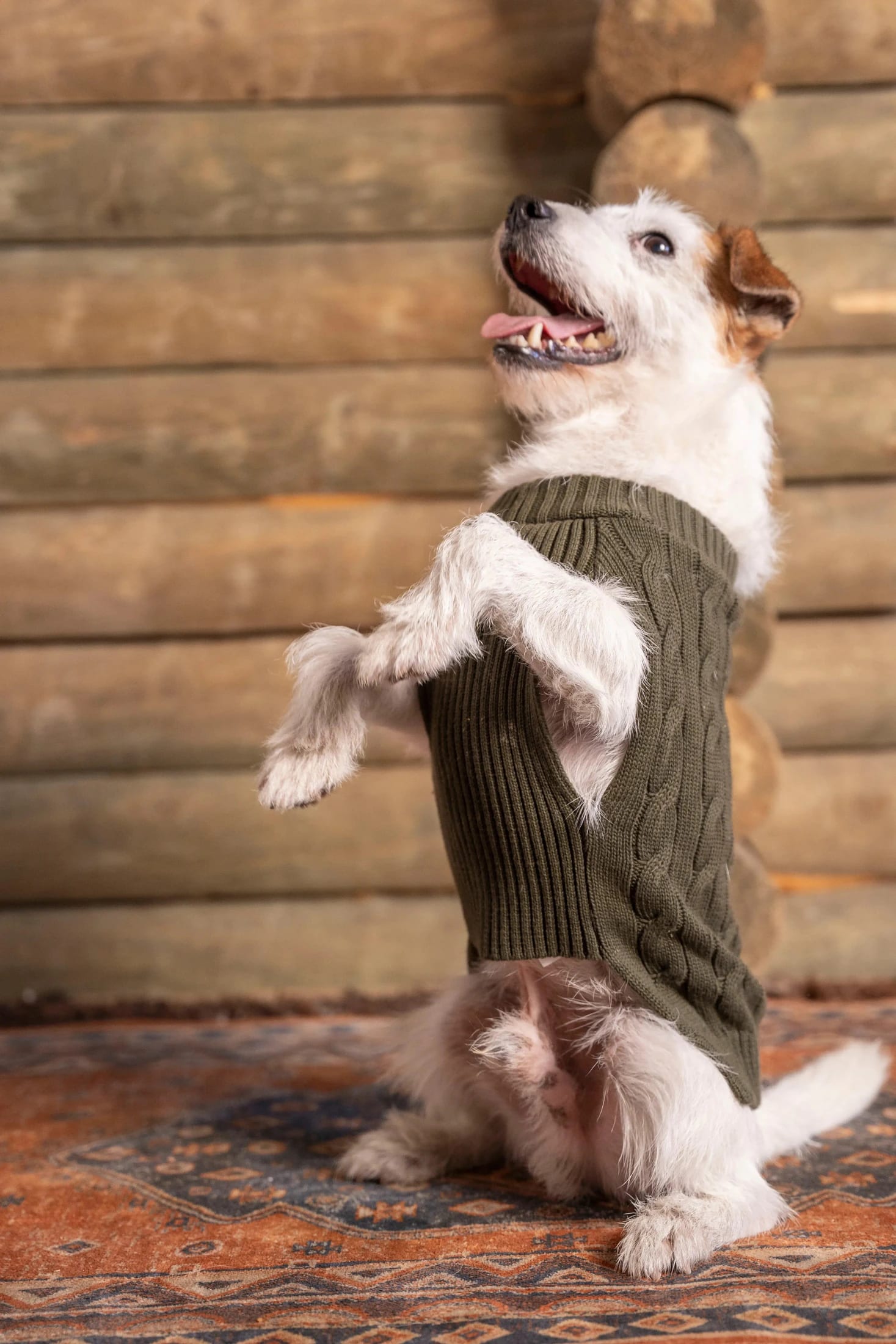 Suéter Perros Verde - imagen 3