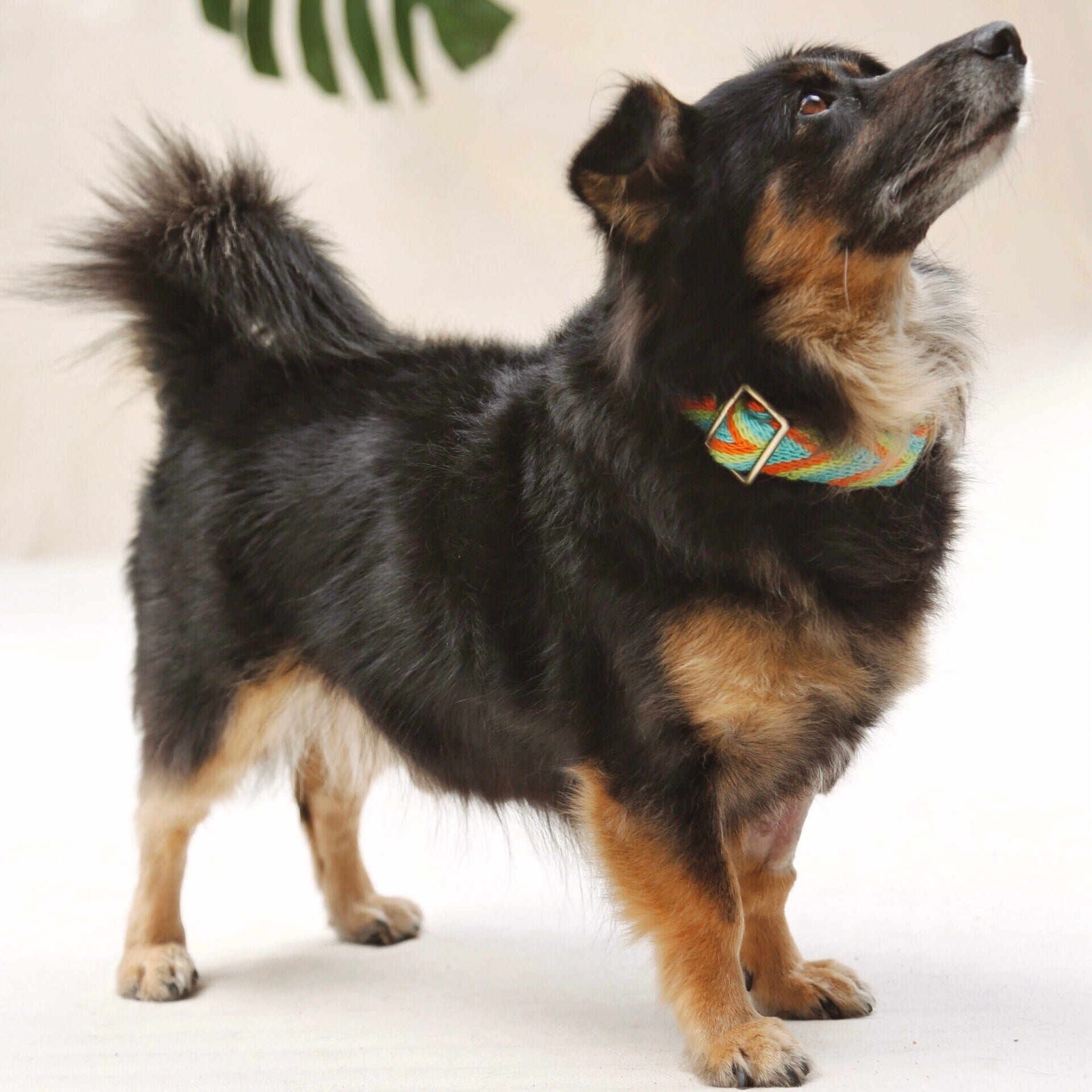 Claro Collar - imagen 3