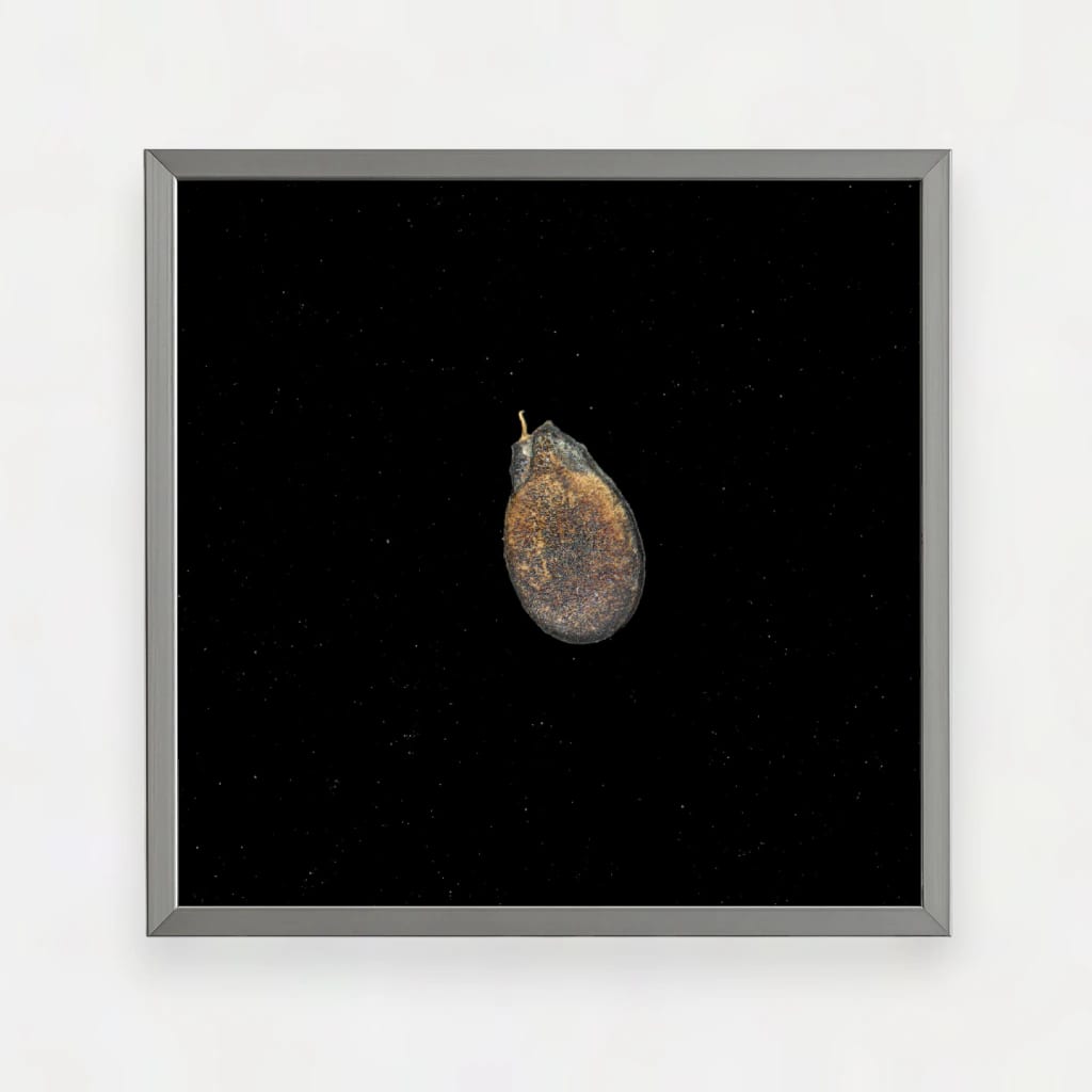 CREOLE WATERMELON SEED - imagen 1