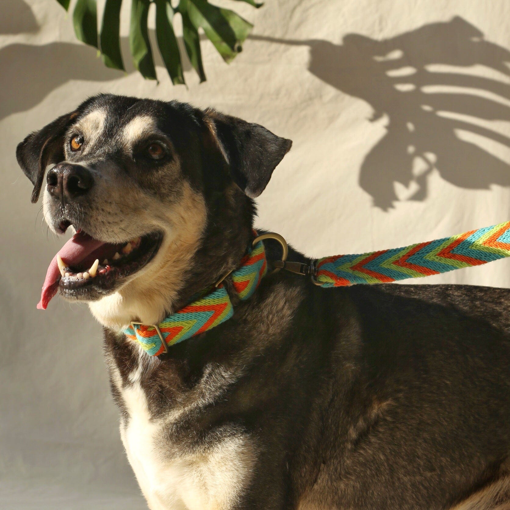 Claro Set - Collar & Leash - imagen 4