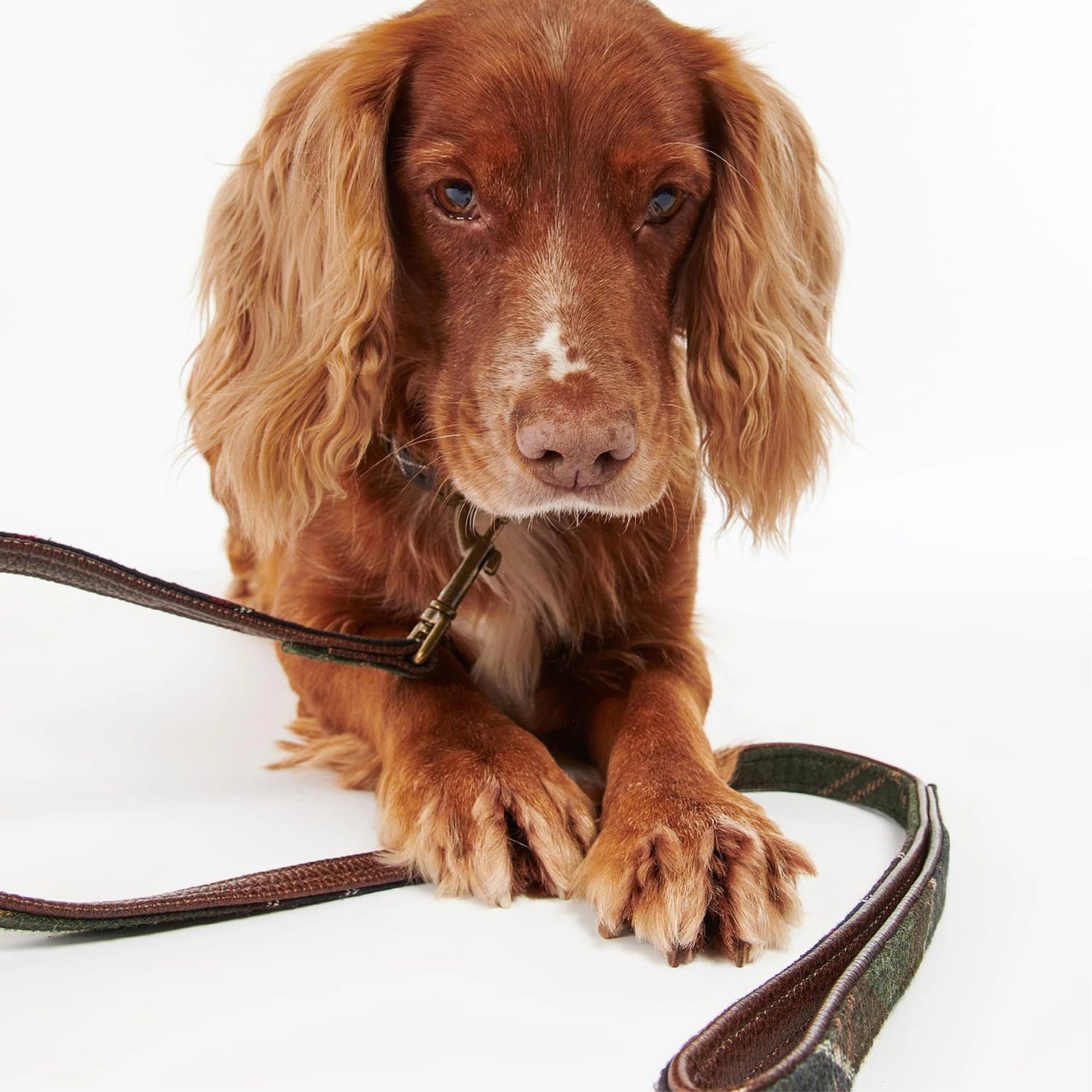 Tartan Dog Lead - imagen 1