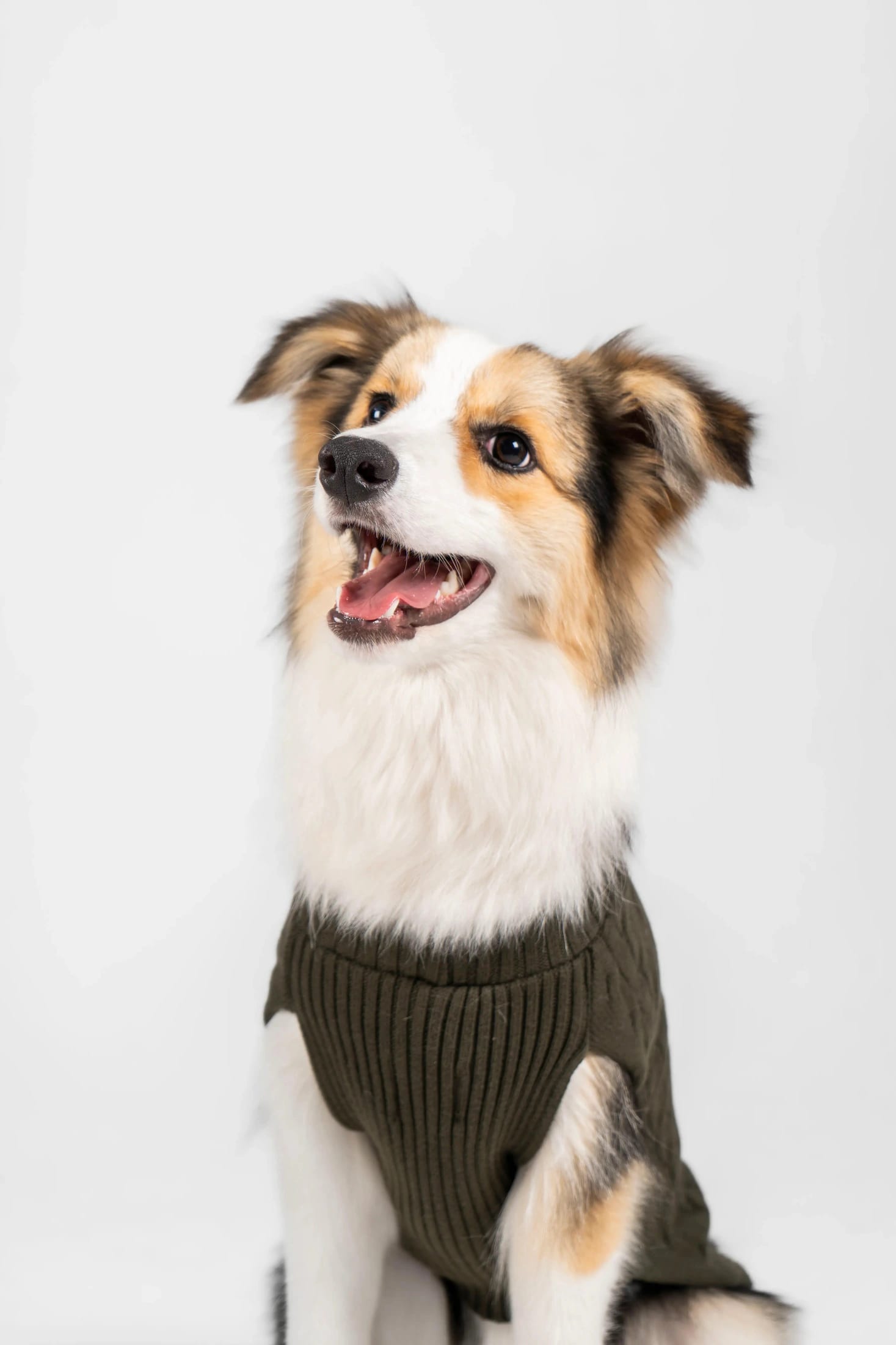 Suéter Perros Verde - imagen 10