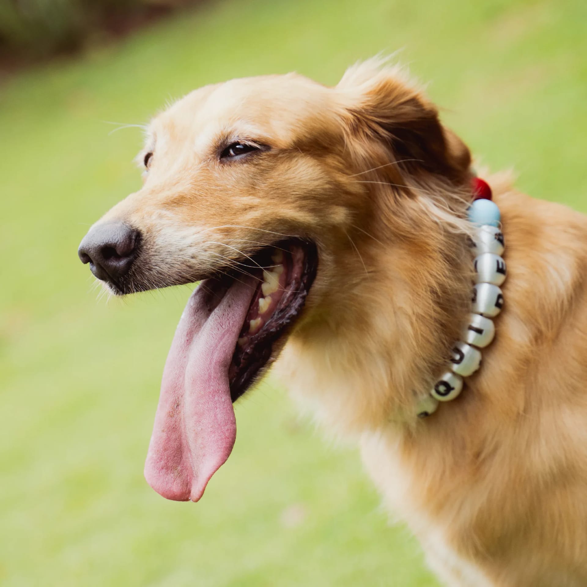 COLLAR PERRITOS XL - imagen 2