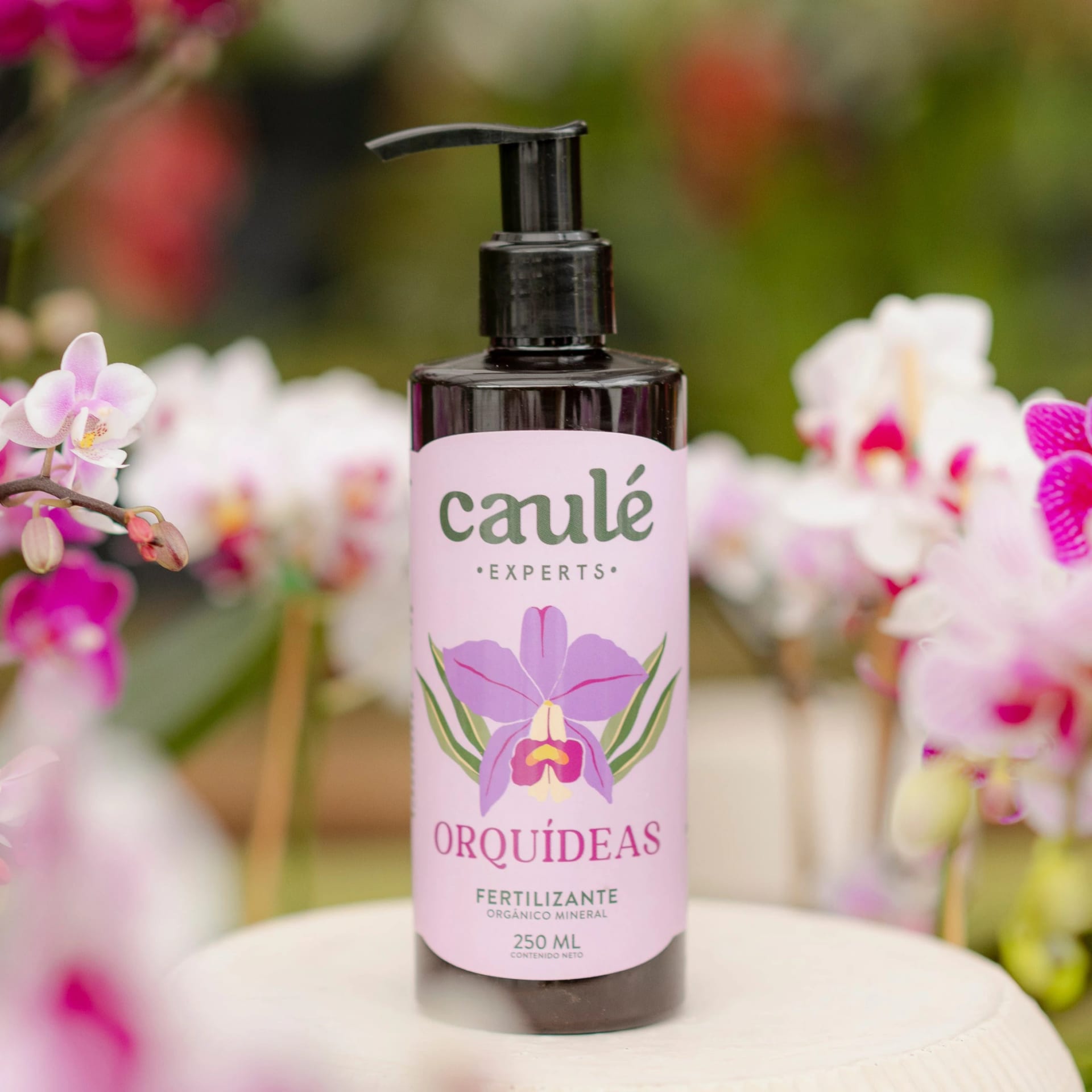 Caulé Orquídeas - imagen 3