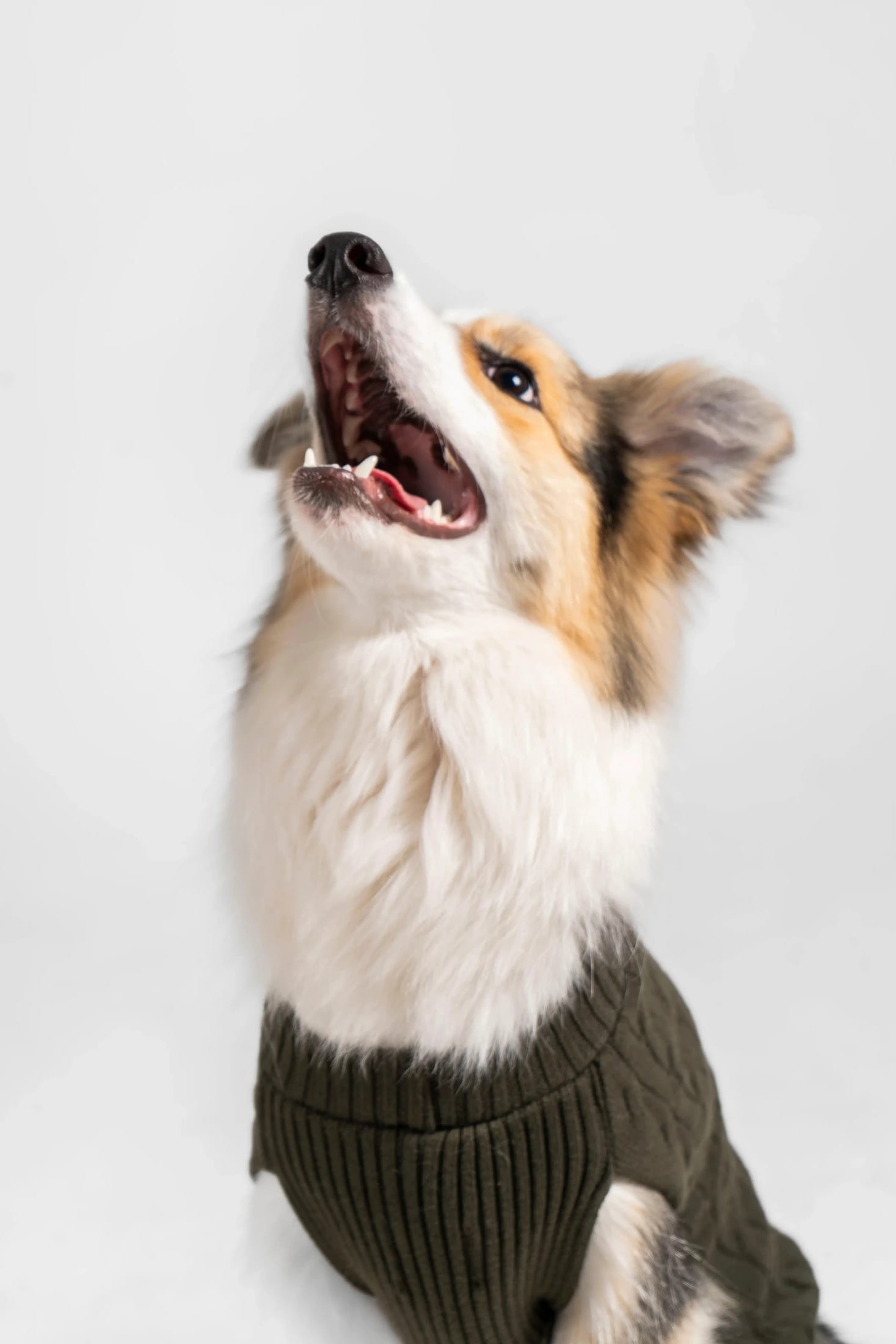 Suéter Perros Verde - imagen 13