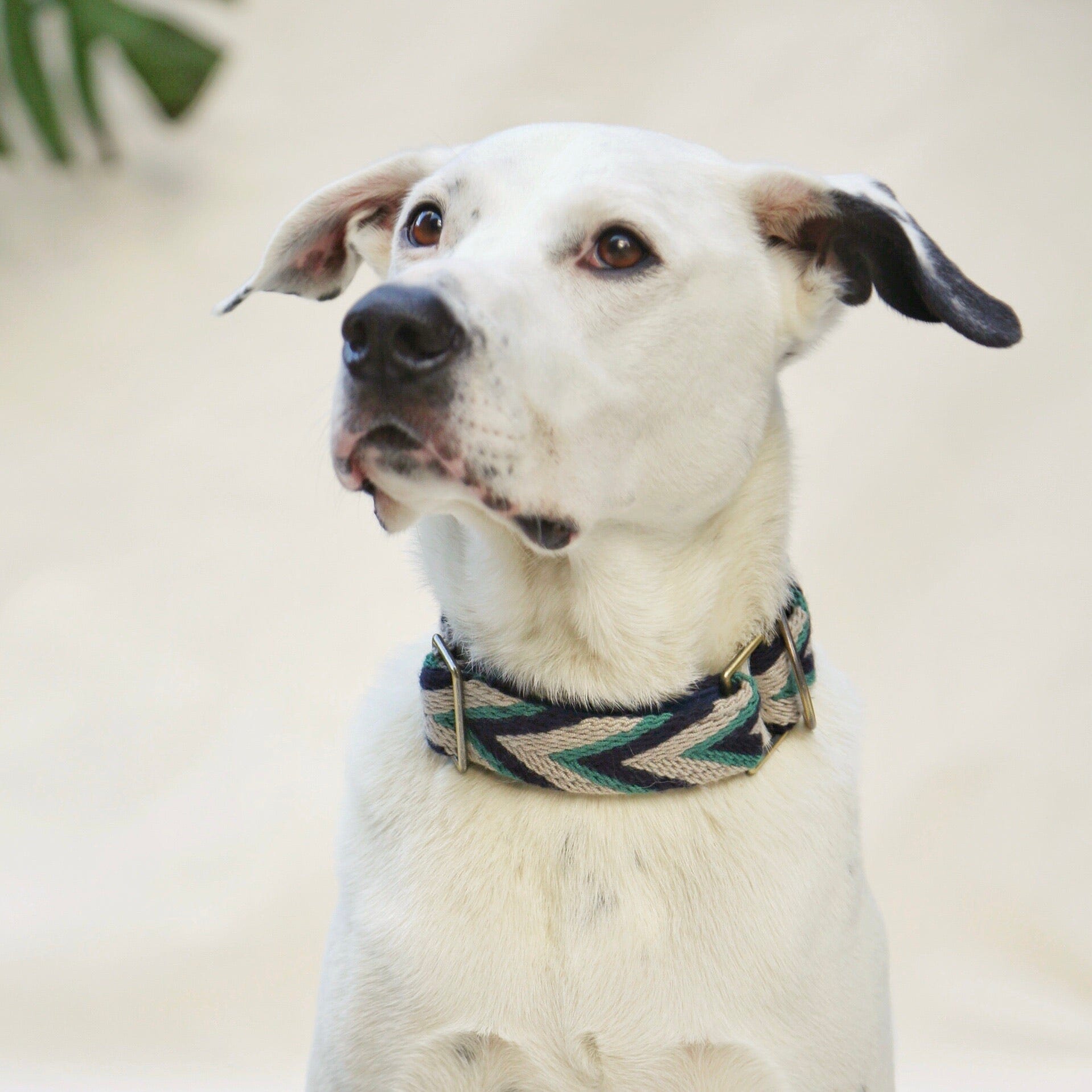 Marino Collar - imagen 1