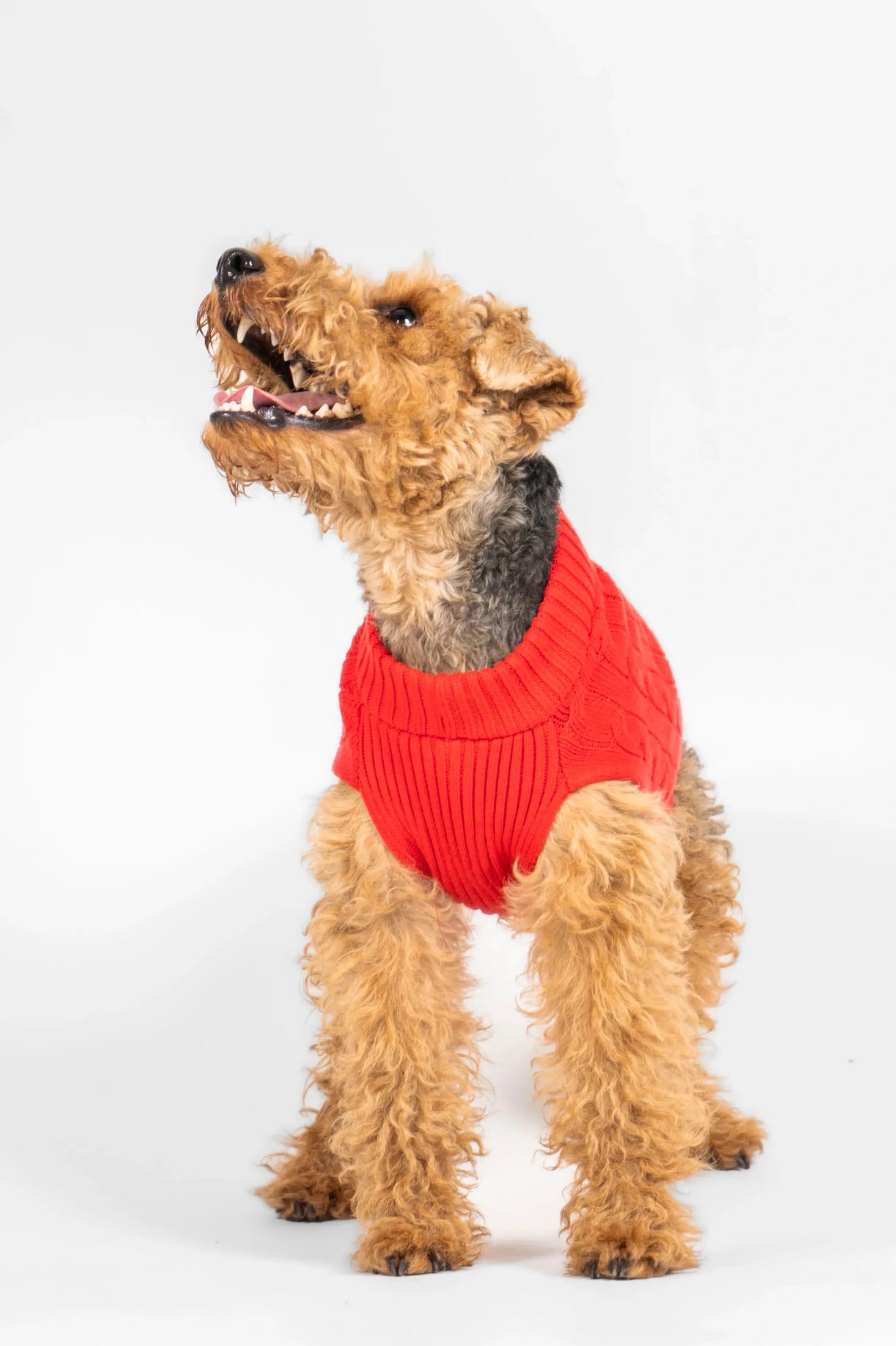 Suéter Perros Rojo - imagen 12