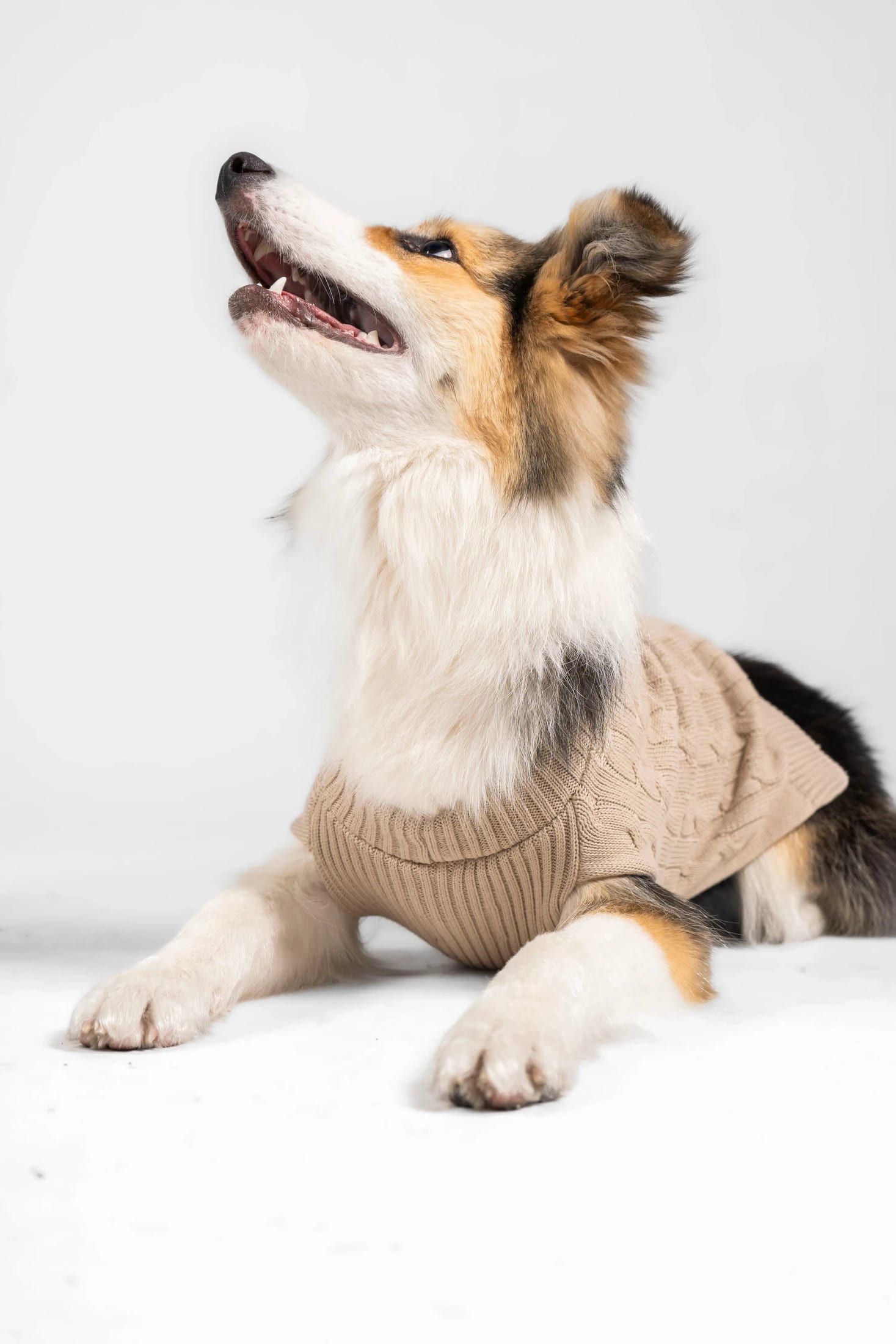 Suéter Perros Arena - imagen 1