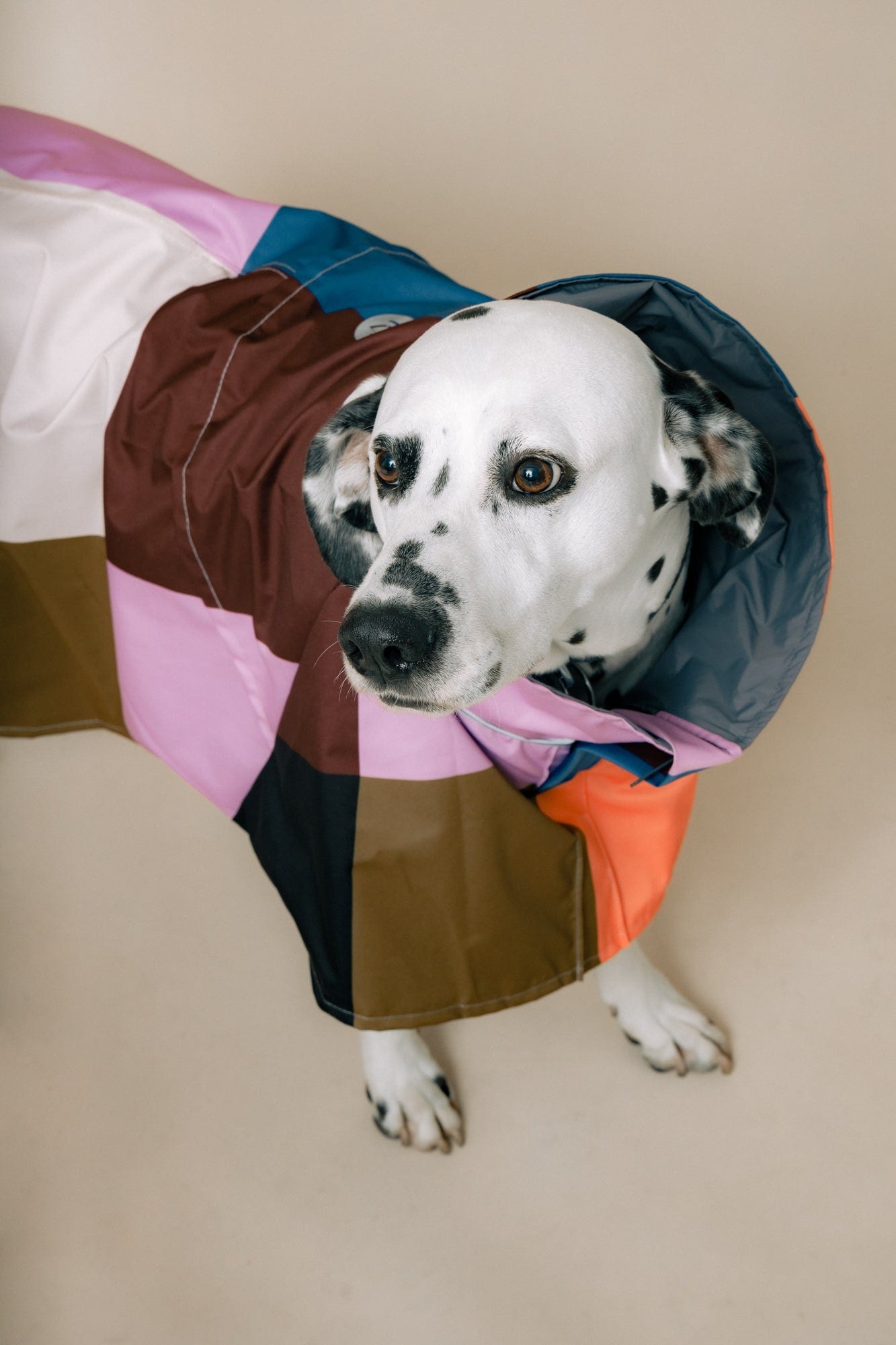 DOG´S RAINCOAT URBAN SPLASH - imagen 3