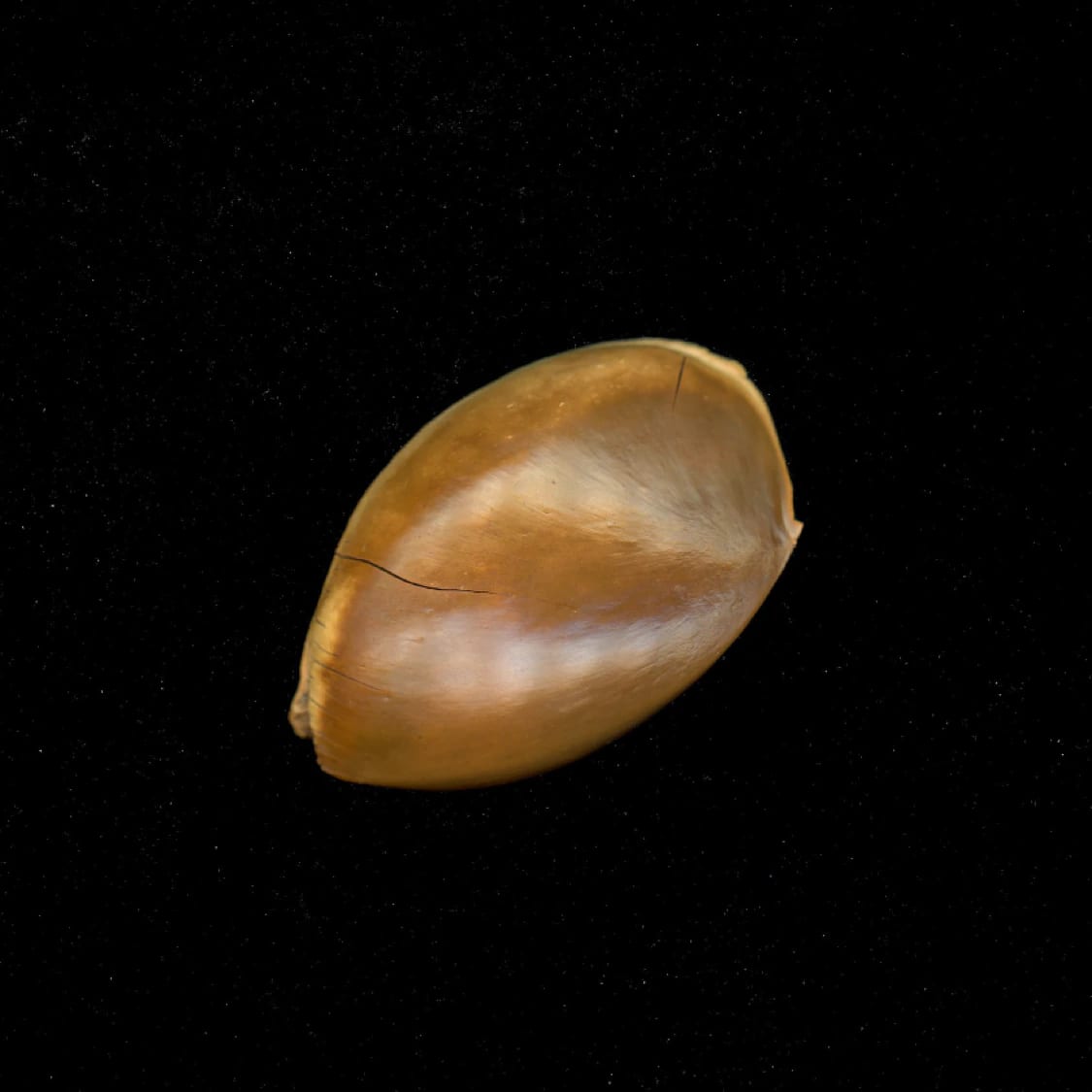 SAPOTE SEED - imagen 2
