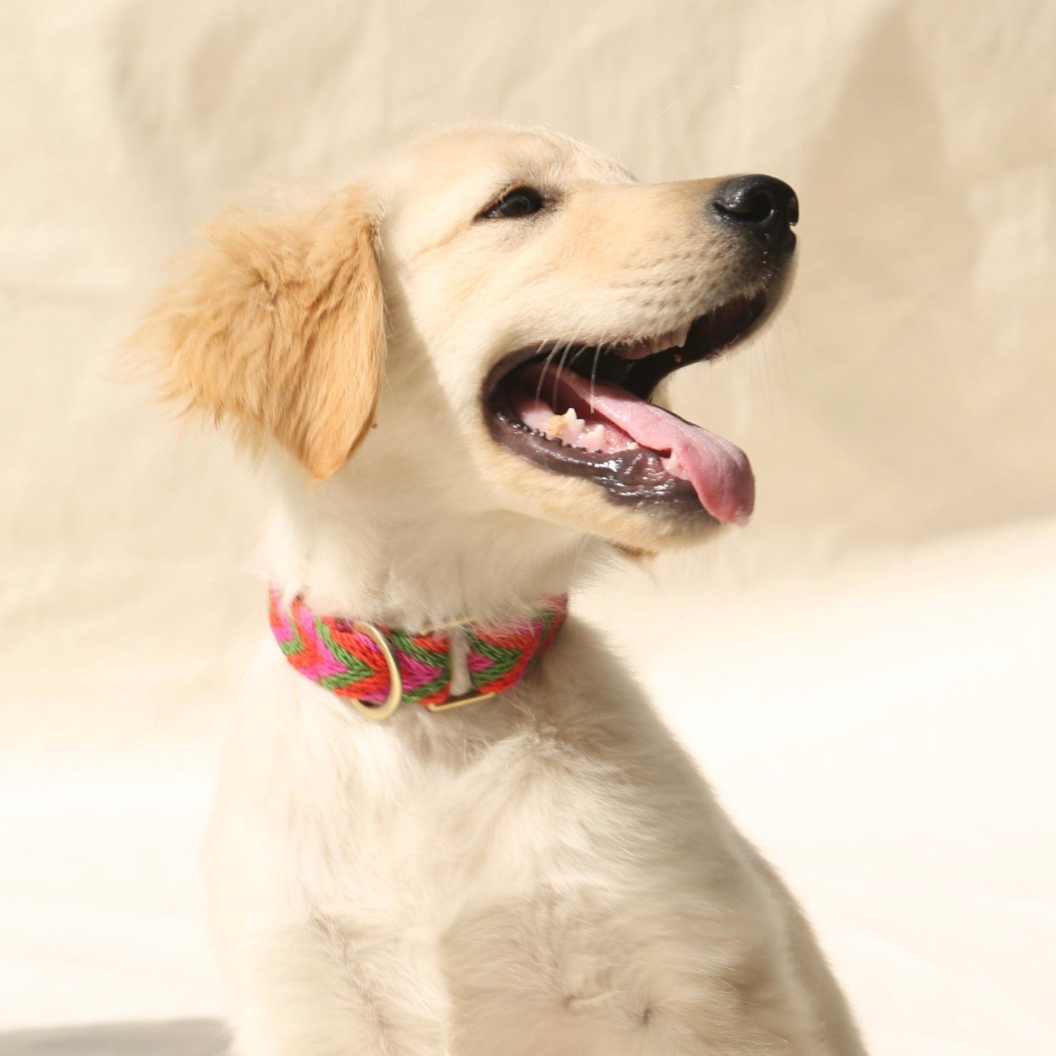 Rojo Collar - imagen 5
