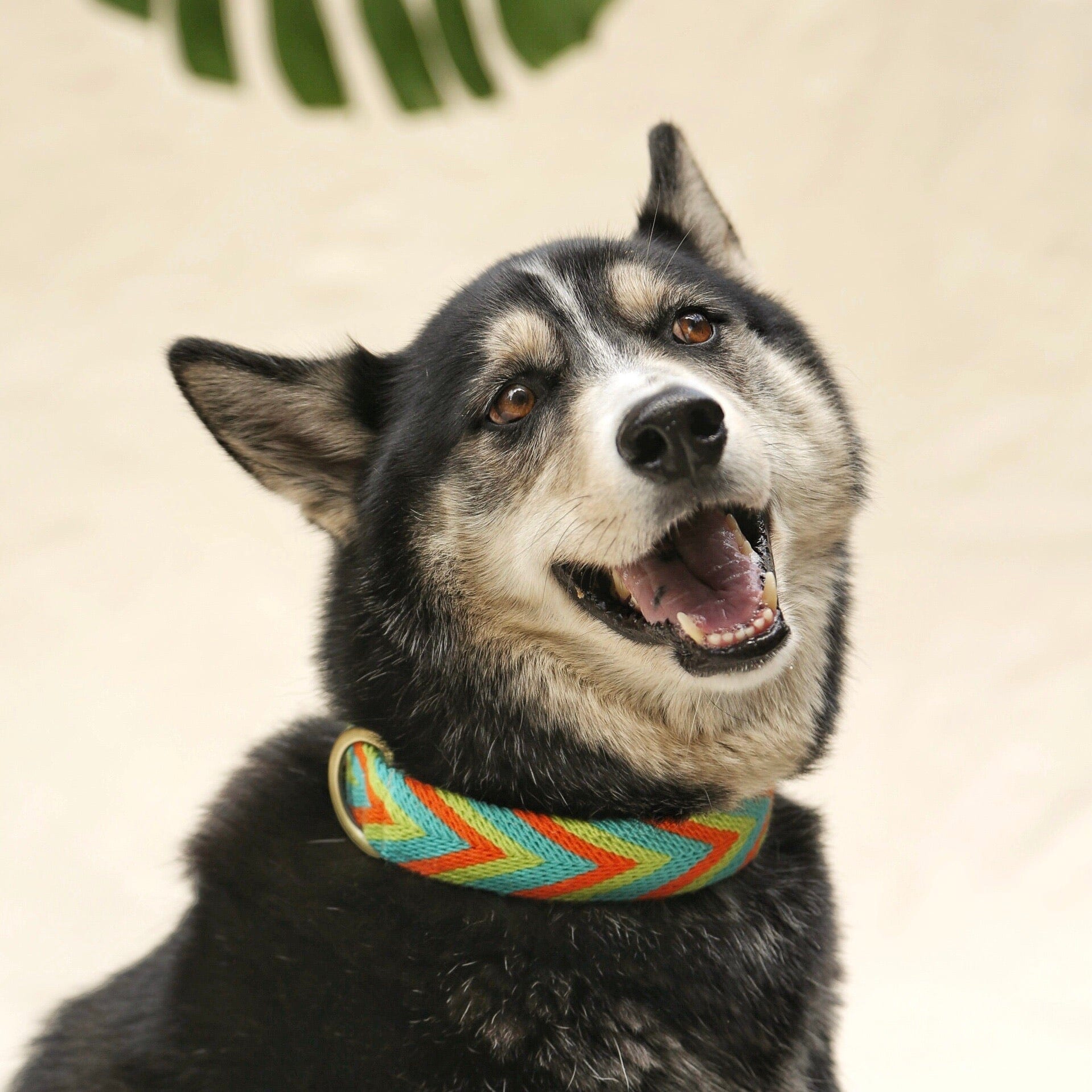 Claro Collar - imagen 1
