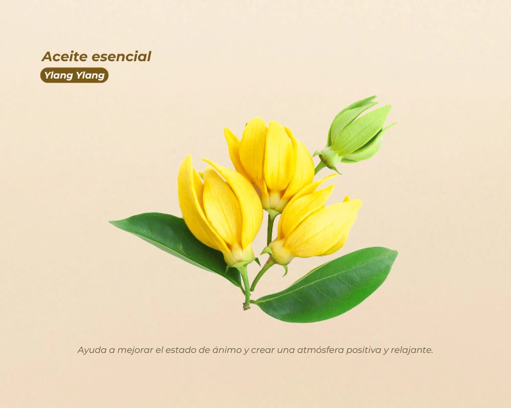 Aceites Esenciales 100% Puros para aromaterapia y bienestar - imagen 13