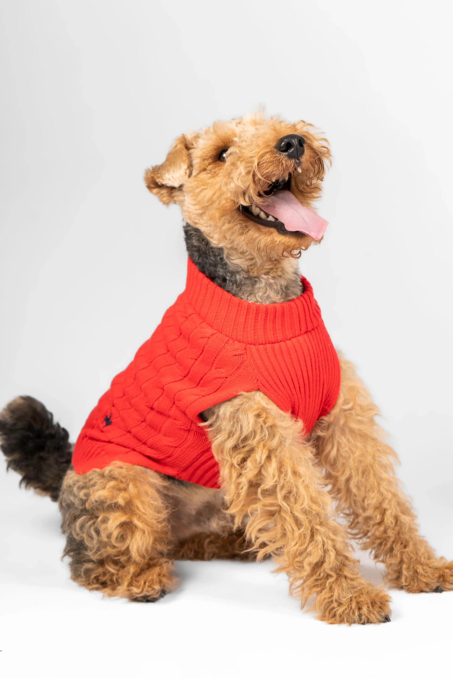 Suéter Perros Rojo - imagen 6
