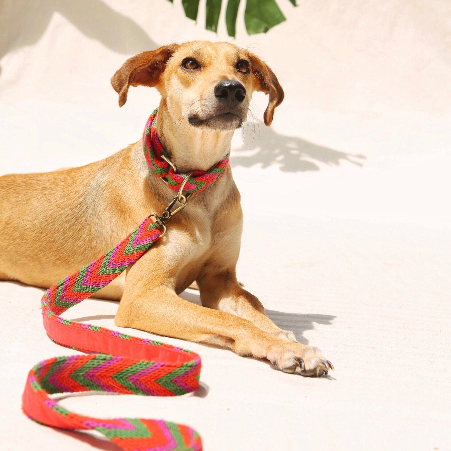 Rojo Leash - imagen 1