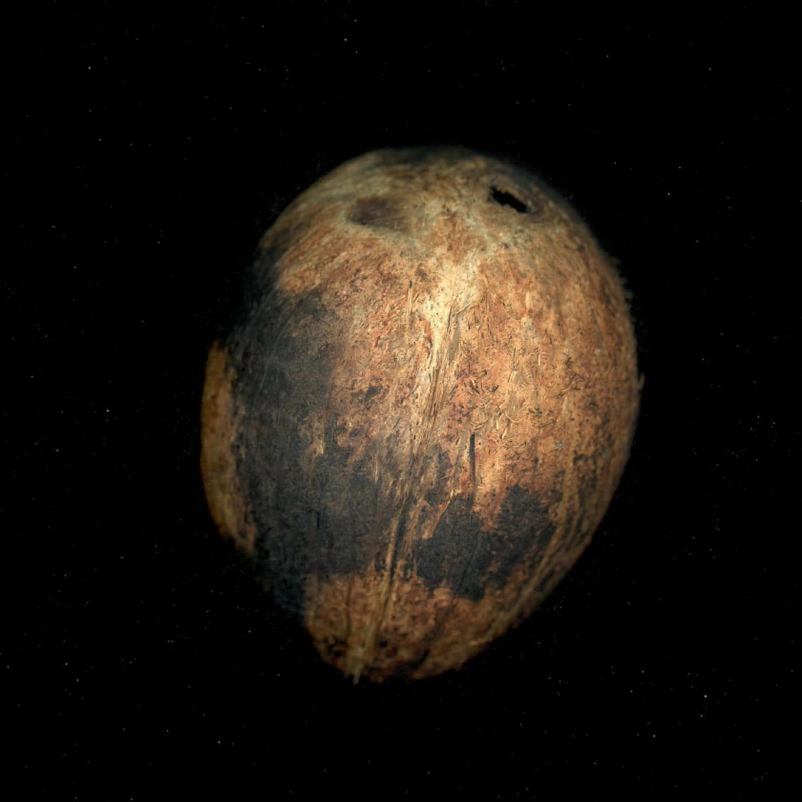 COCONUT SEED - imagen 2