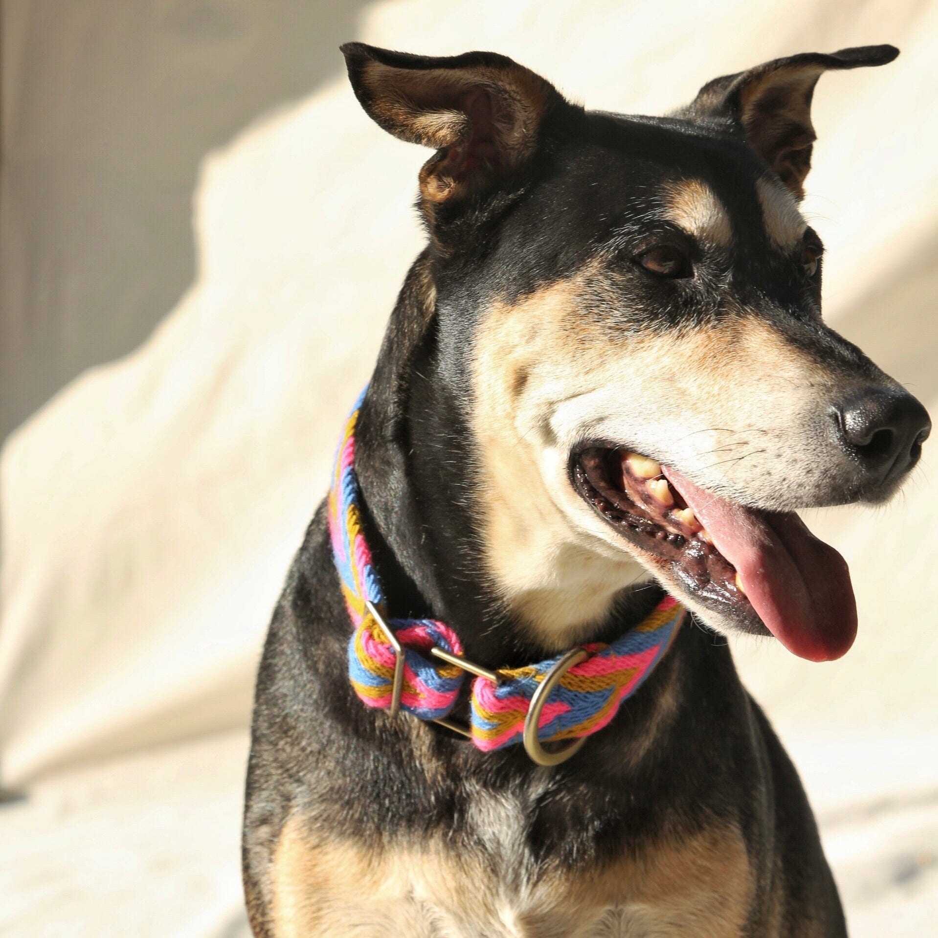 Mostaza Collar - imagen 5