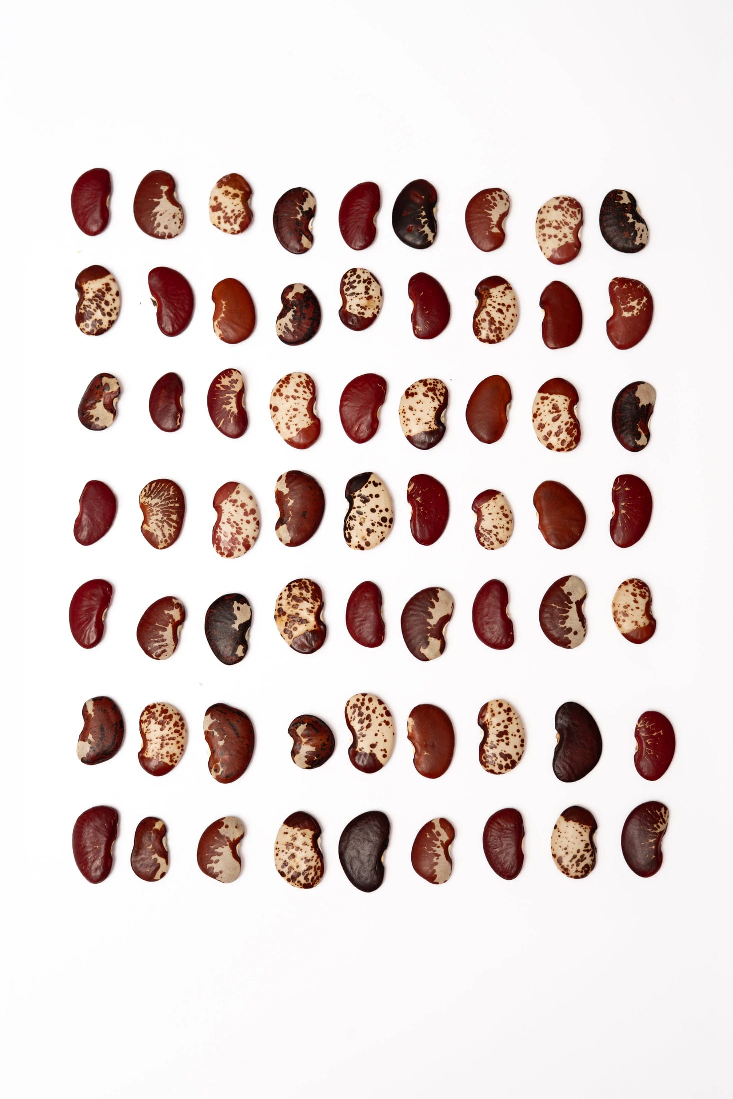 Topo Fríjol Rojo - imagen 3