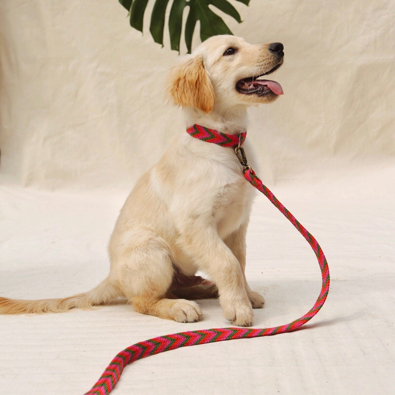 Rojo Set - Collar & Leash - imagen 1