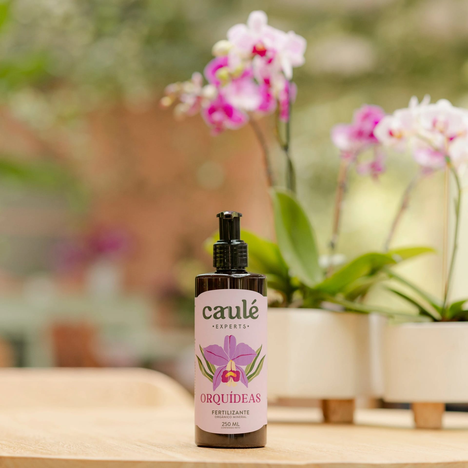 Caulé Orquídeas - imagen 6