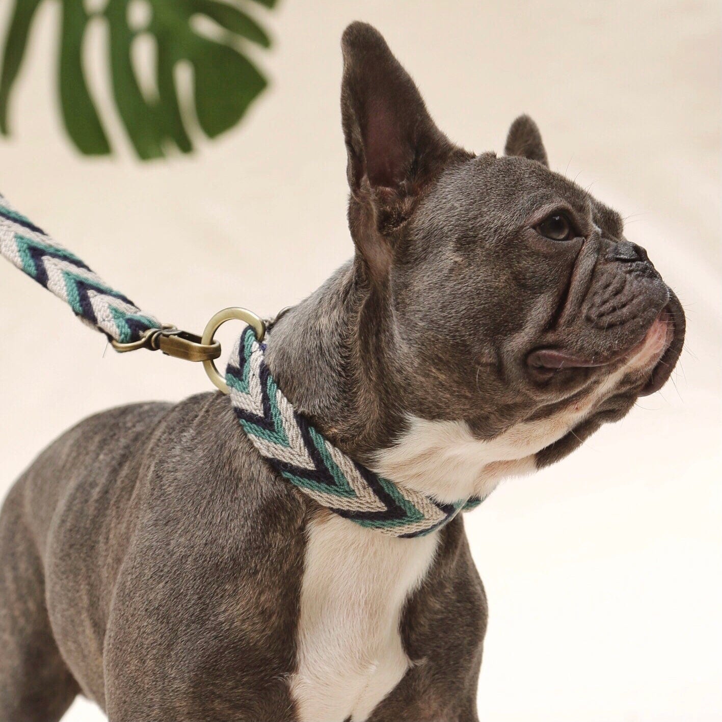 Marino Set - Collar & Leash - imagen 1