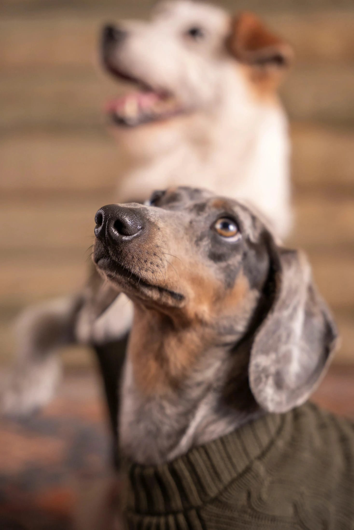 2-Pack Suéteres Perros Verde - imagen 4