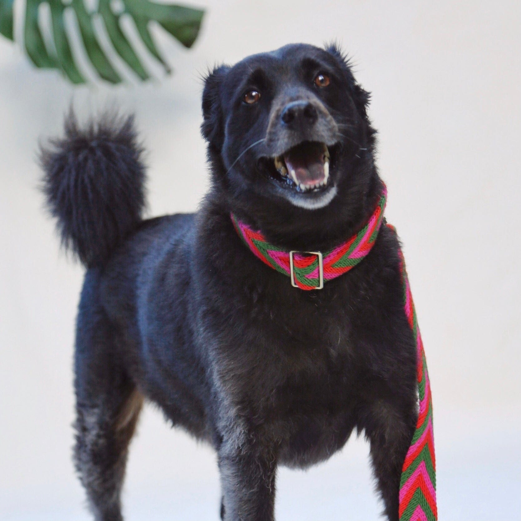 Rojo Set - Collar & Leash - imagen 7