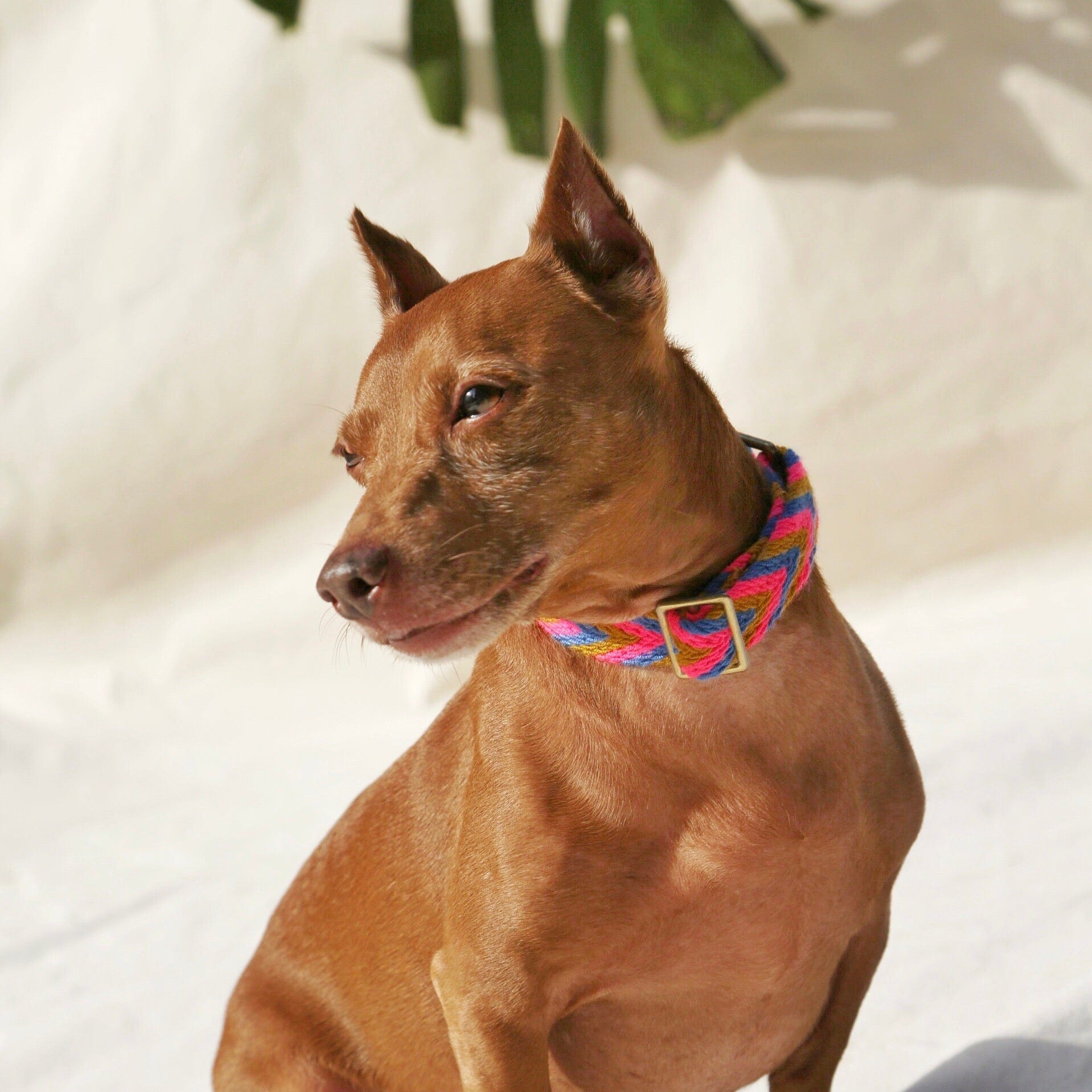 Mostaza Collar - imagen 1