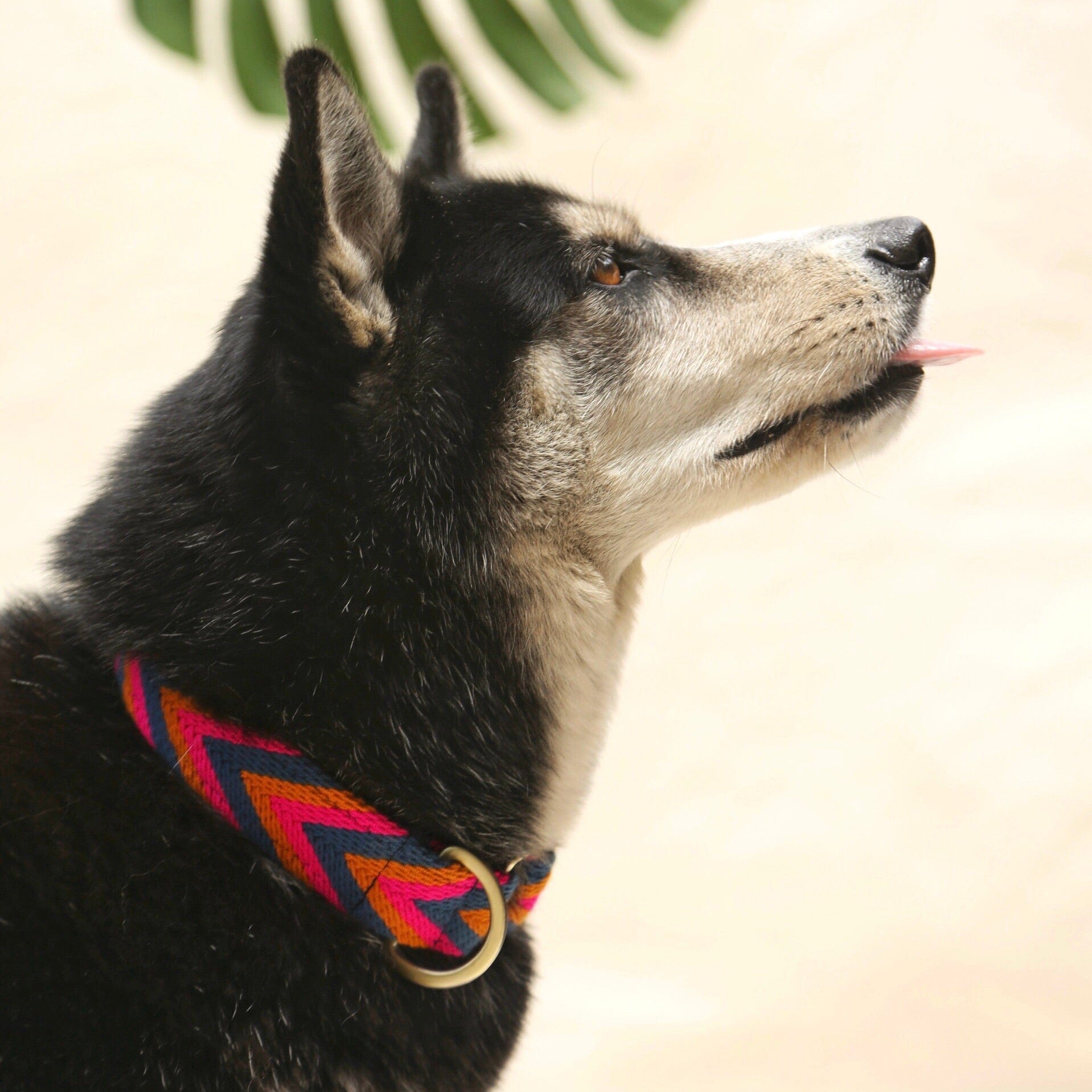 Azul Collar - imagen 2