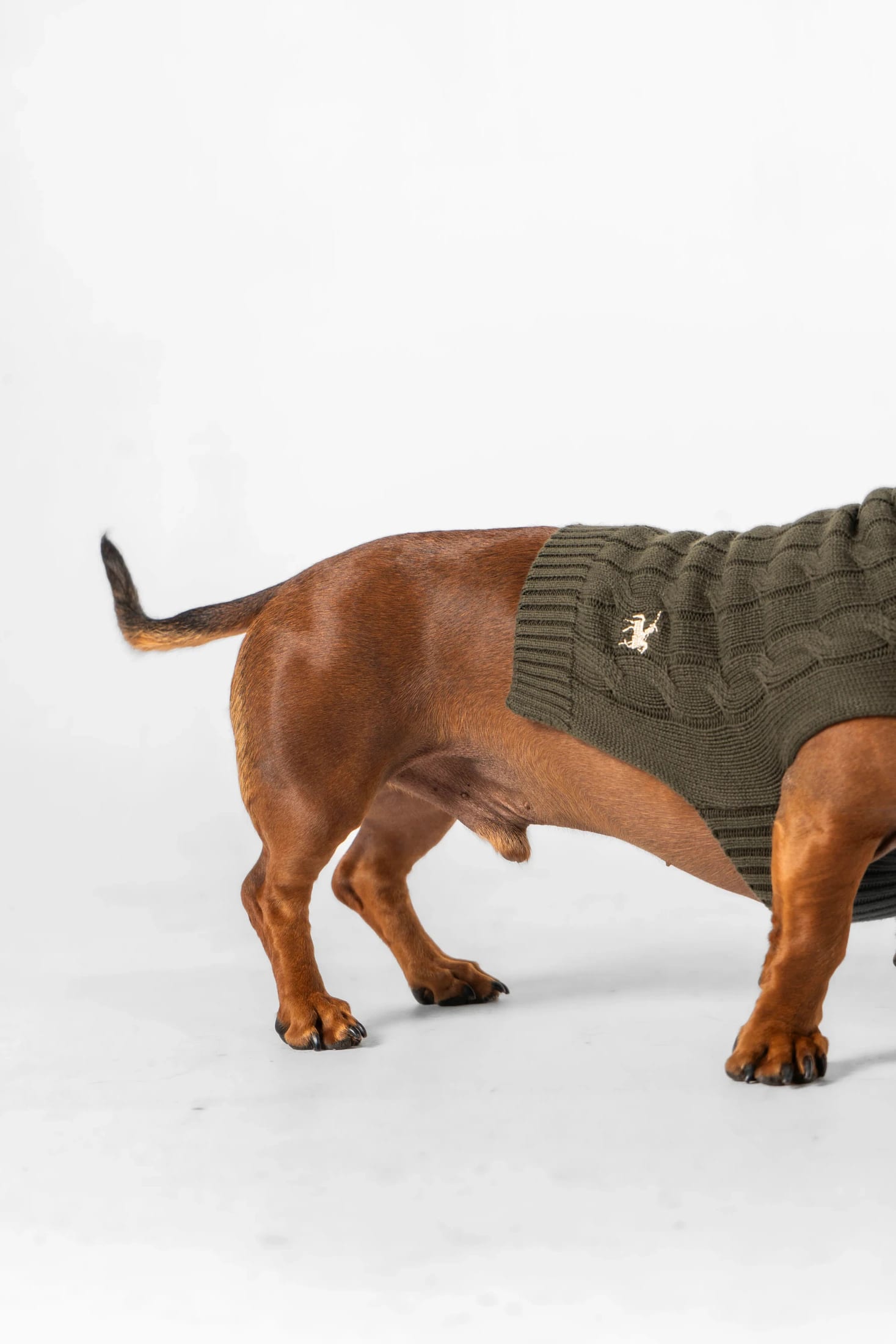 Suéter Perros Verde - imagen 9