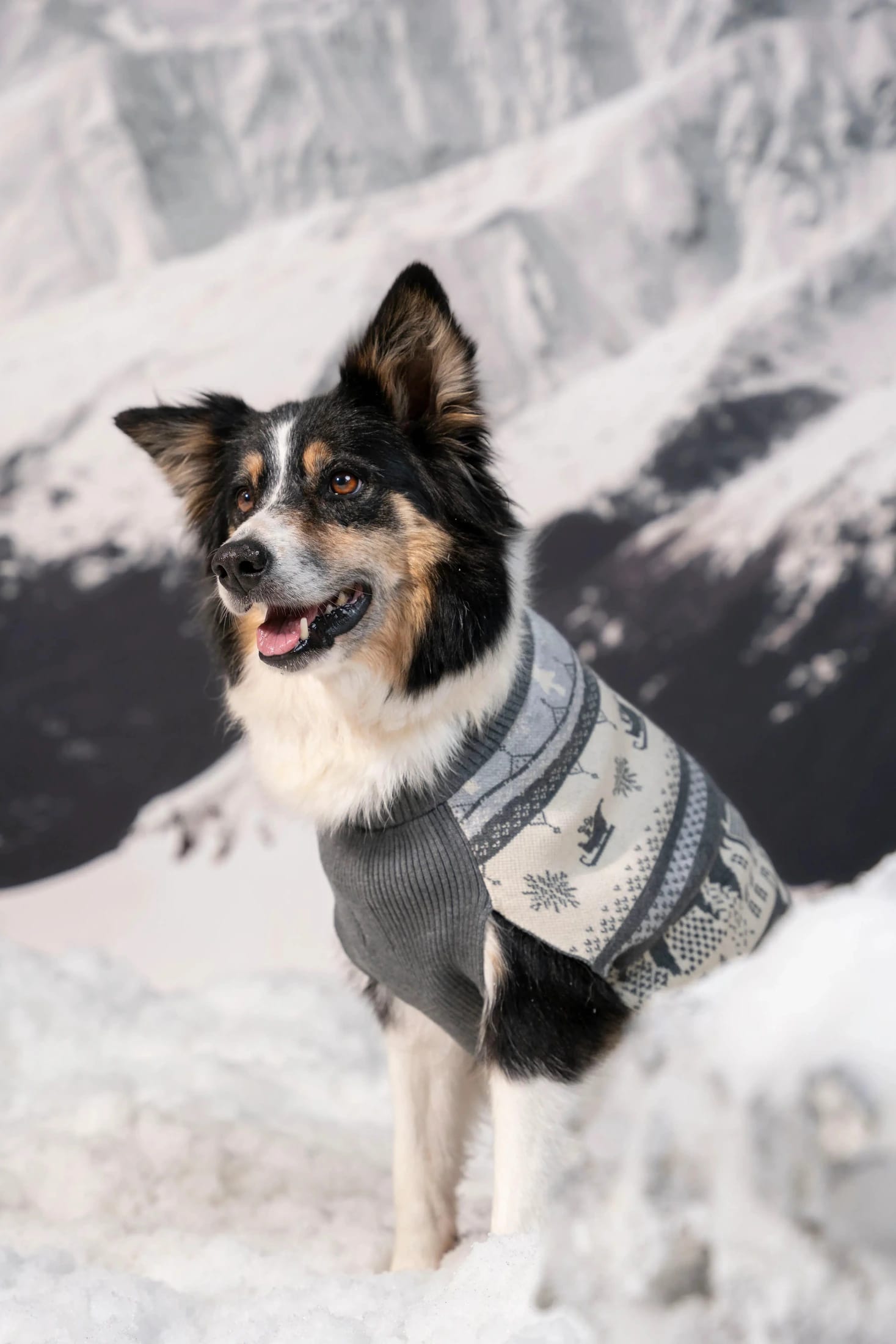 Not So Ugly Sweater Perros Gris - imagen 4
