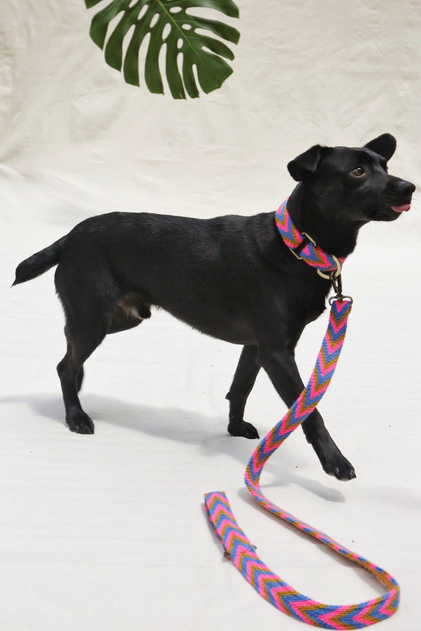 Mostaza Leash - imagen 1