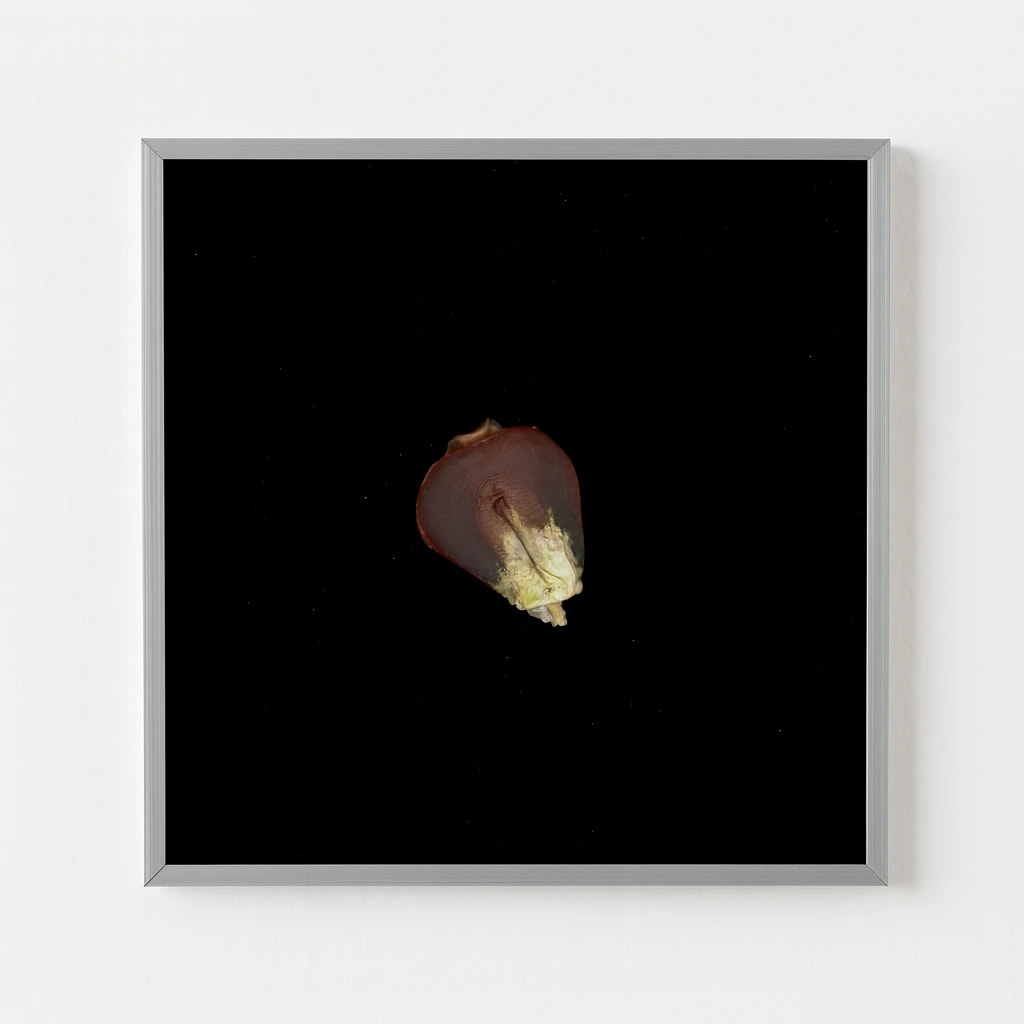 CORN SEED - imagen 1