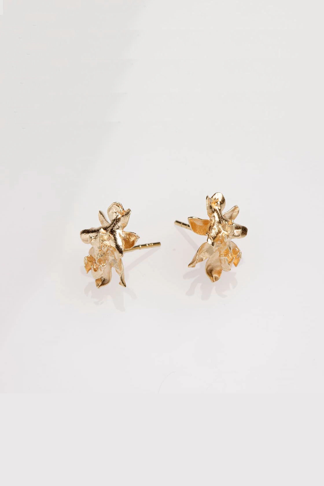 SIGMATOXTALIS ORCHIDS - imagen 1