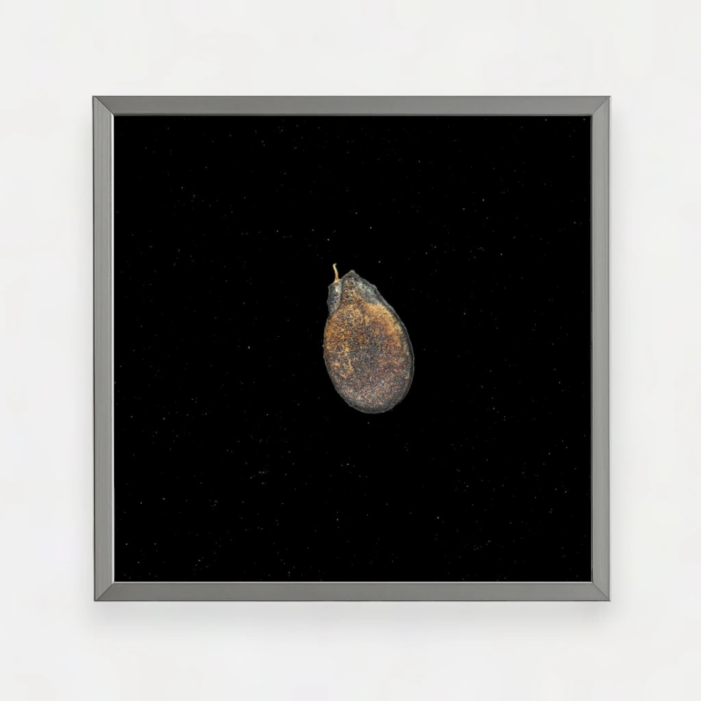 CREOLE WATERMELON SEED - imagen 1