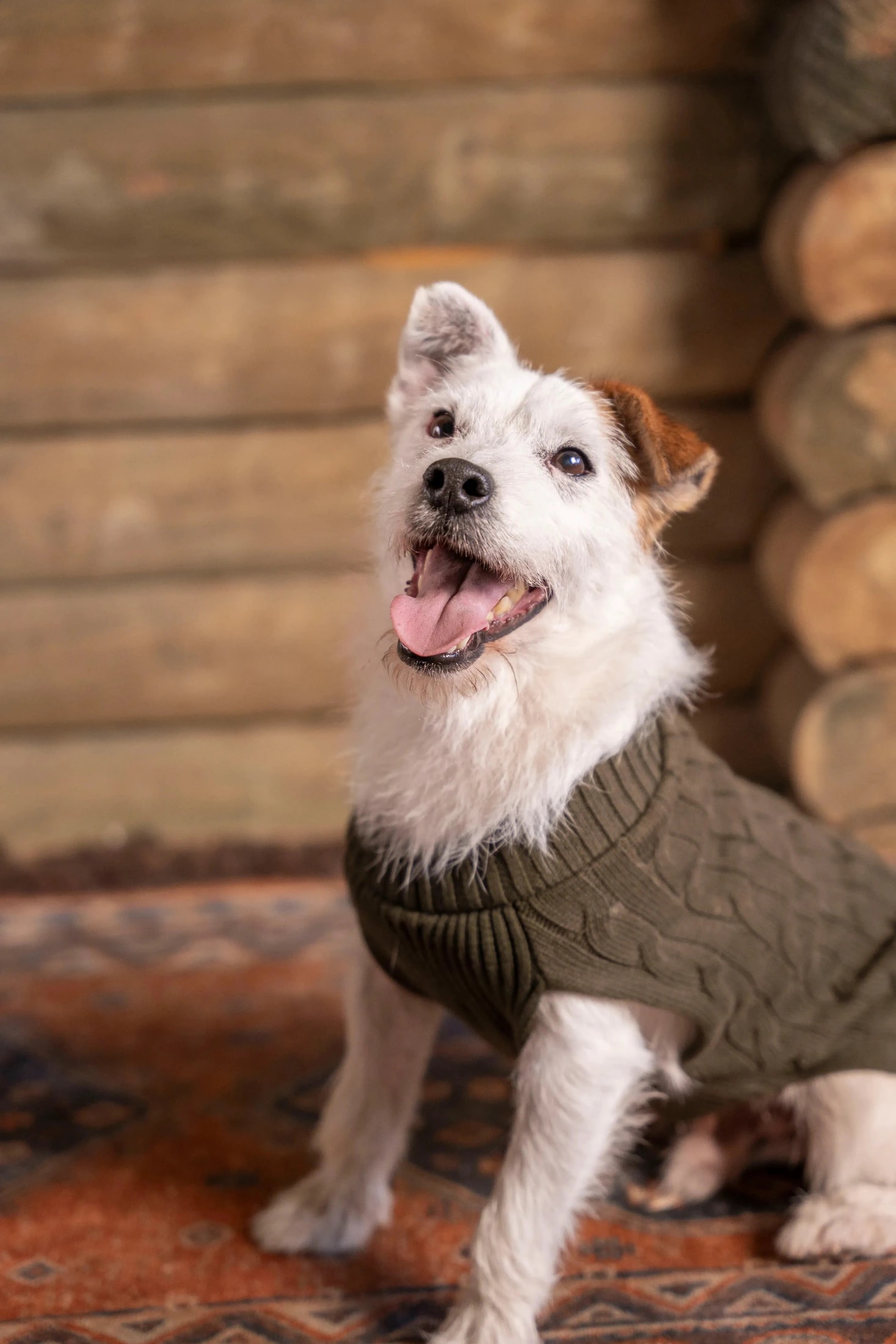 Suéter Perros Verde - imagen 1