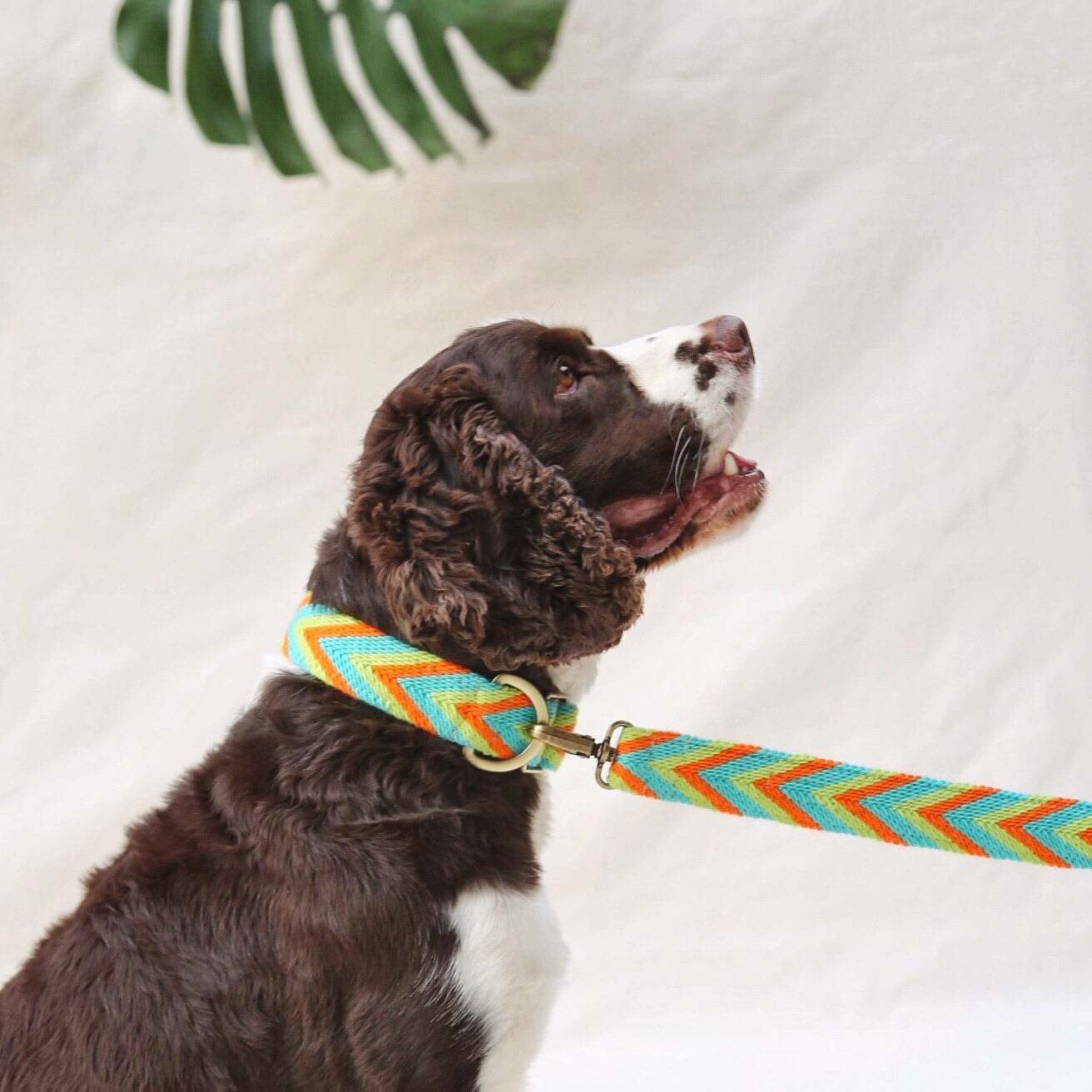 Claro Set - Collar & Leash - imagen 1